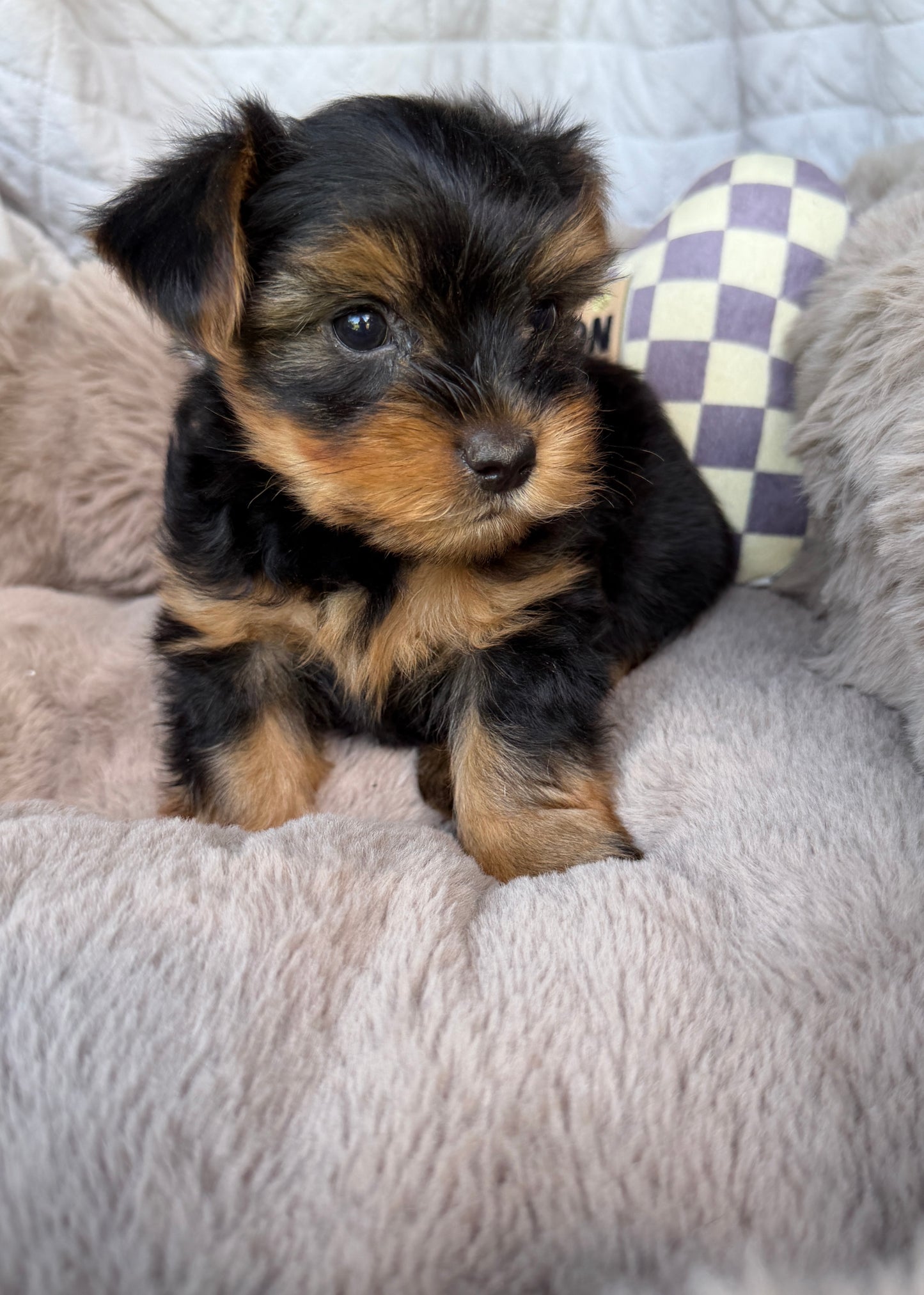 Luca 💙 | Male Toy Yorkie