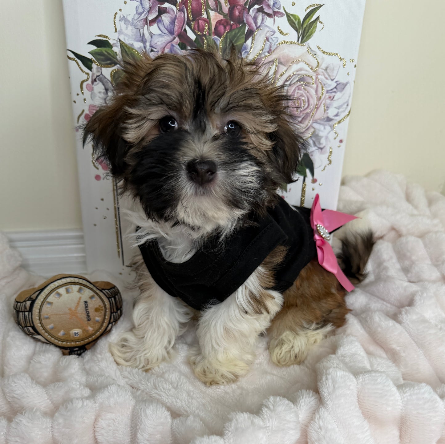 Paris Monroe✨ Female Havanese