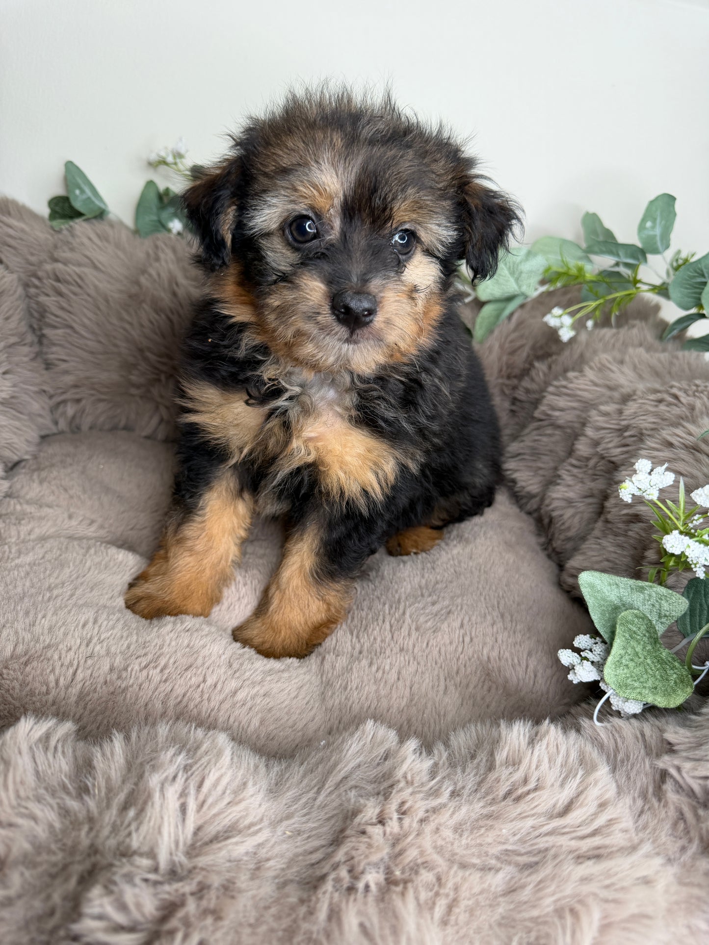 Phantom 🩶 | Male PomaPoo Puppy