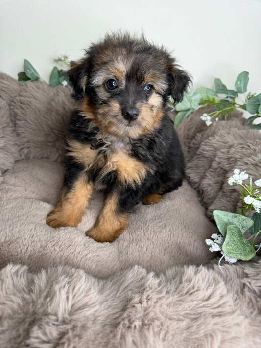 Phantom 🩶 | Male PomaPoo Puppy