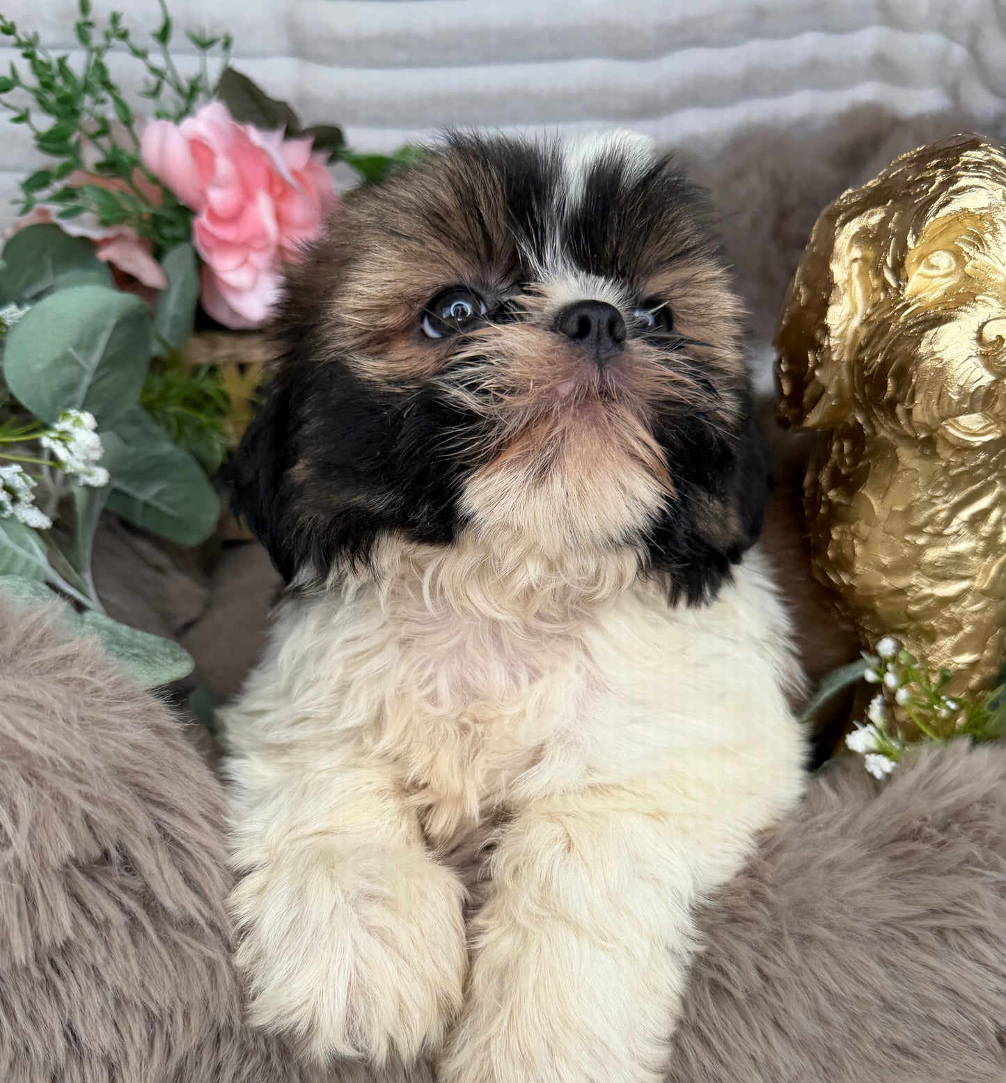 Chyna 🤍 | Female Teddy Bear Puppy