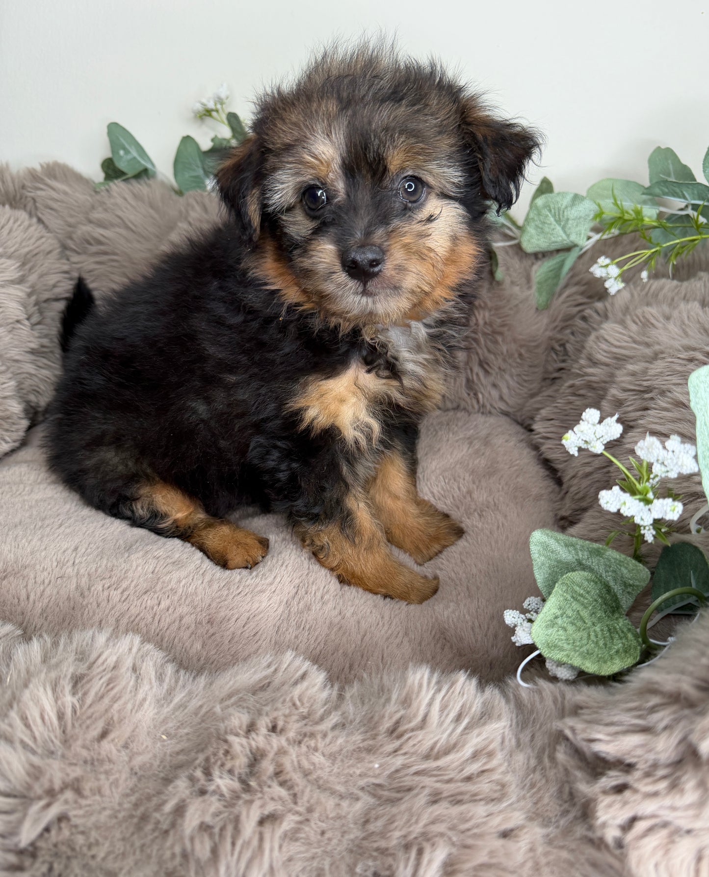 Phantom 🩶 | Male PomaPoo Puppy