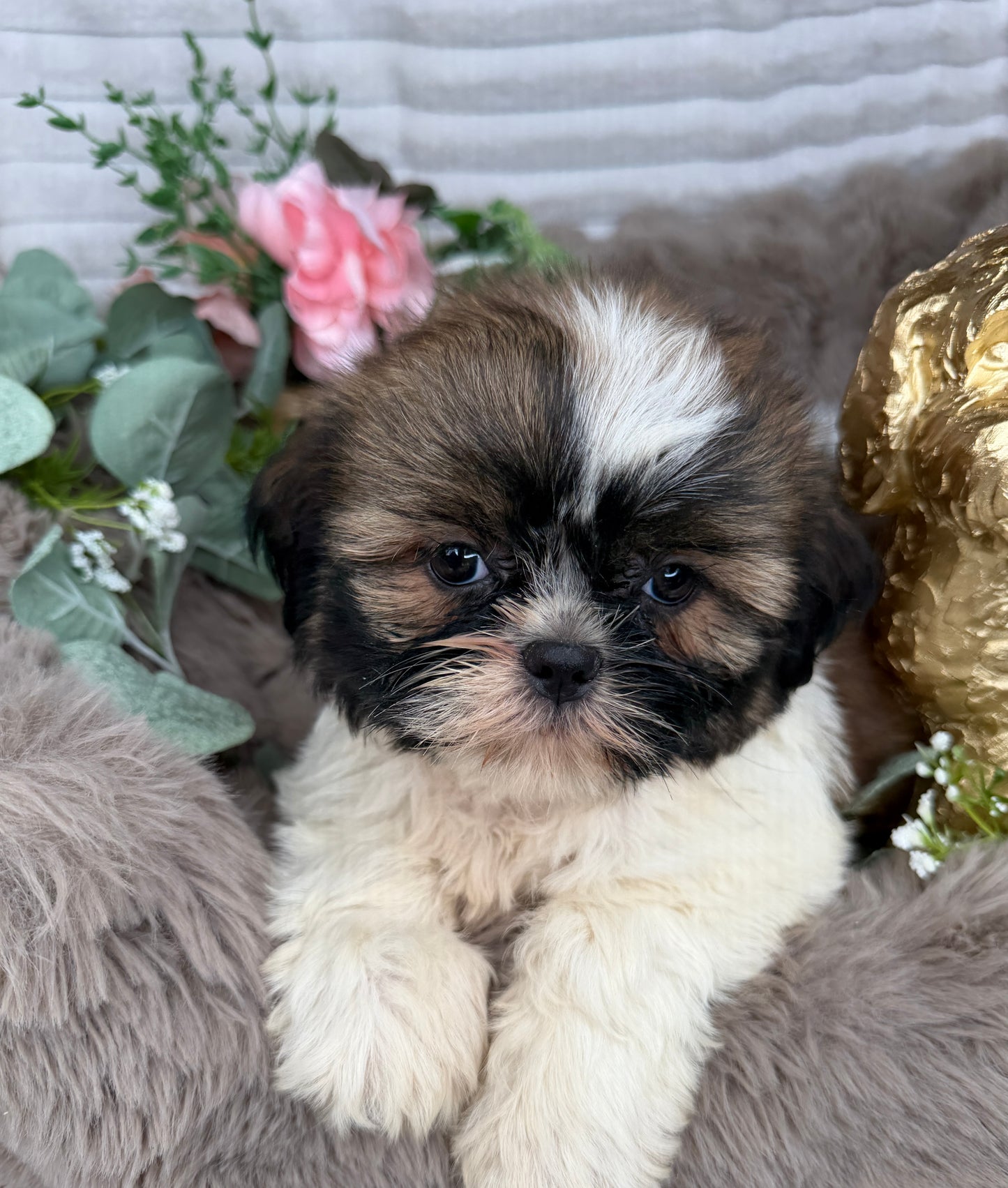 Chyna 🤍 | Female Teddy Bear Puppy