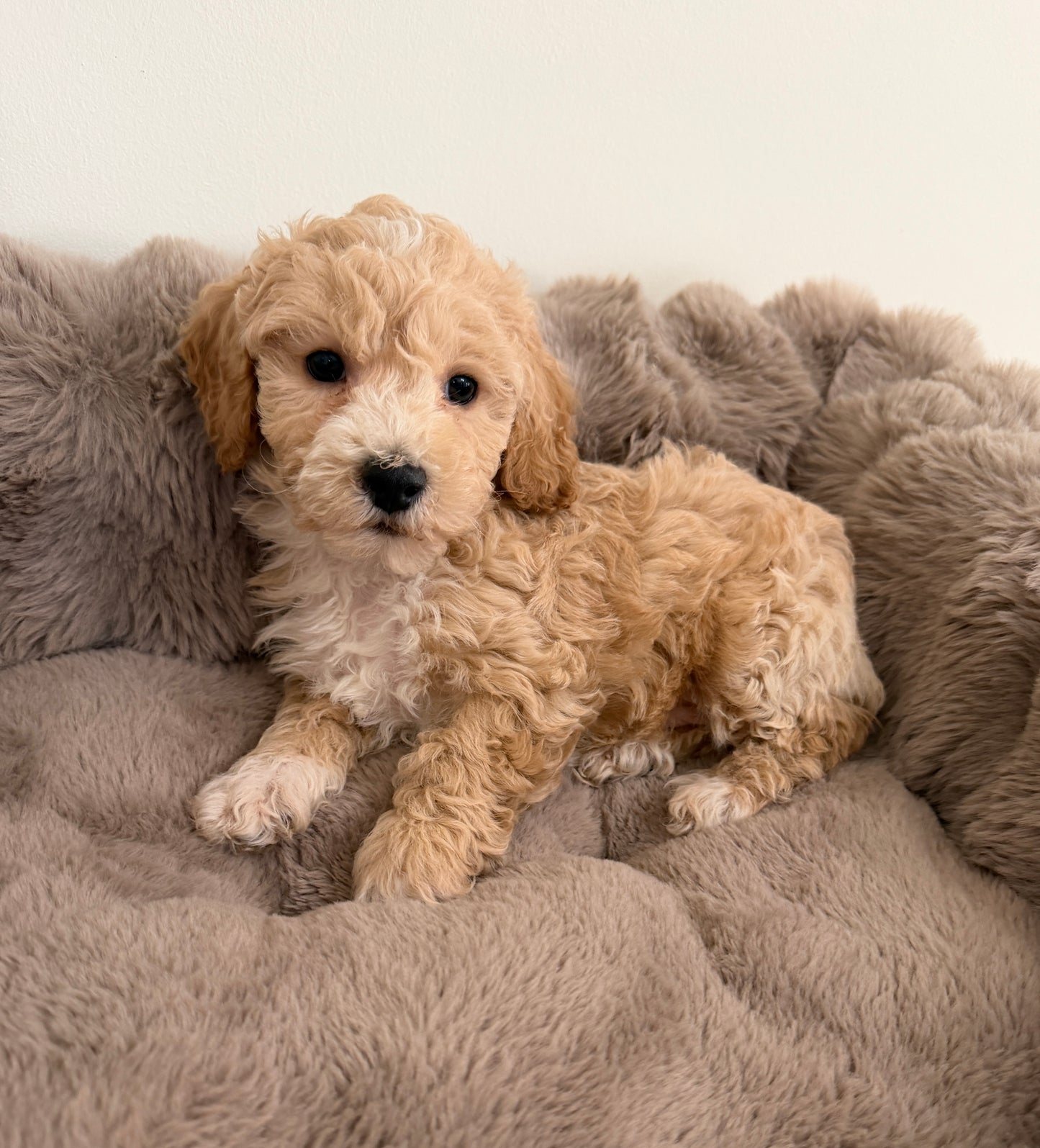 Teddy James🤎 | Male Maltipoo
