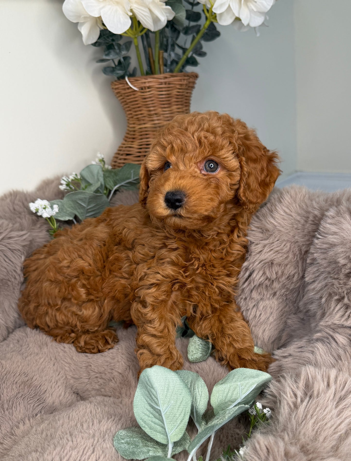 Teddy 🧸 | Male Goldendoodle Puppy