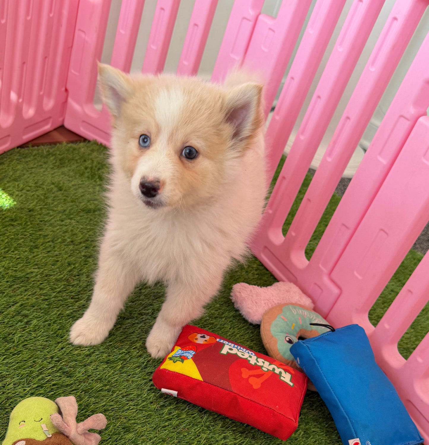 “Atlas” Male Pomsky Puppy
