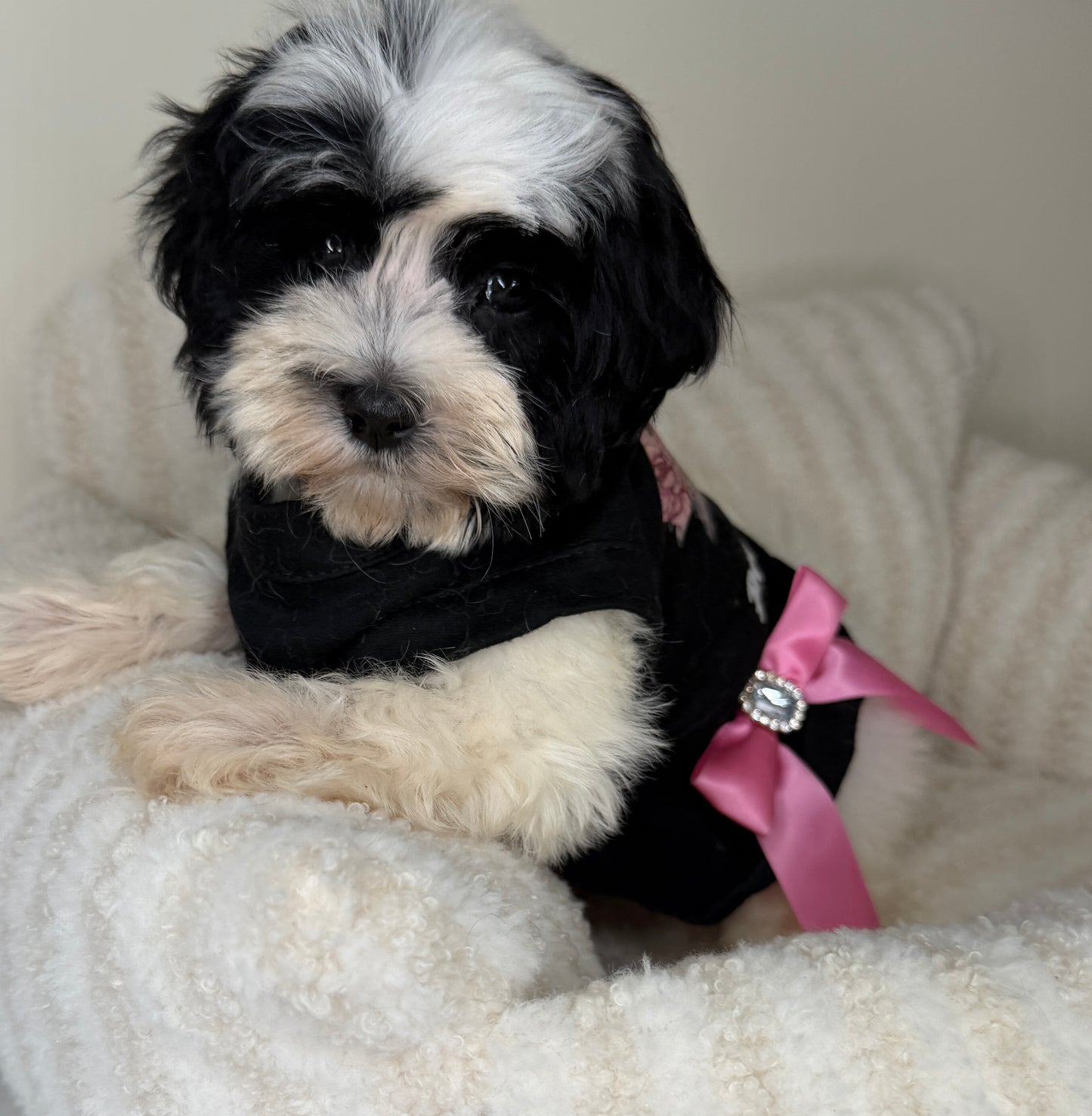 Meet Mochi • Female Teddy Bear 🐼✨