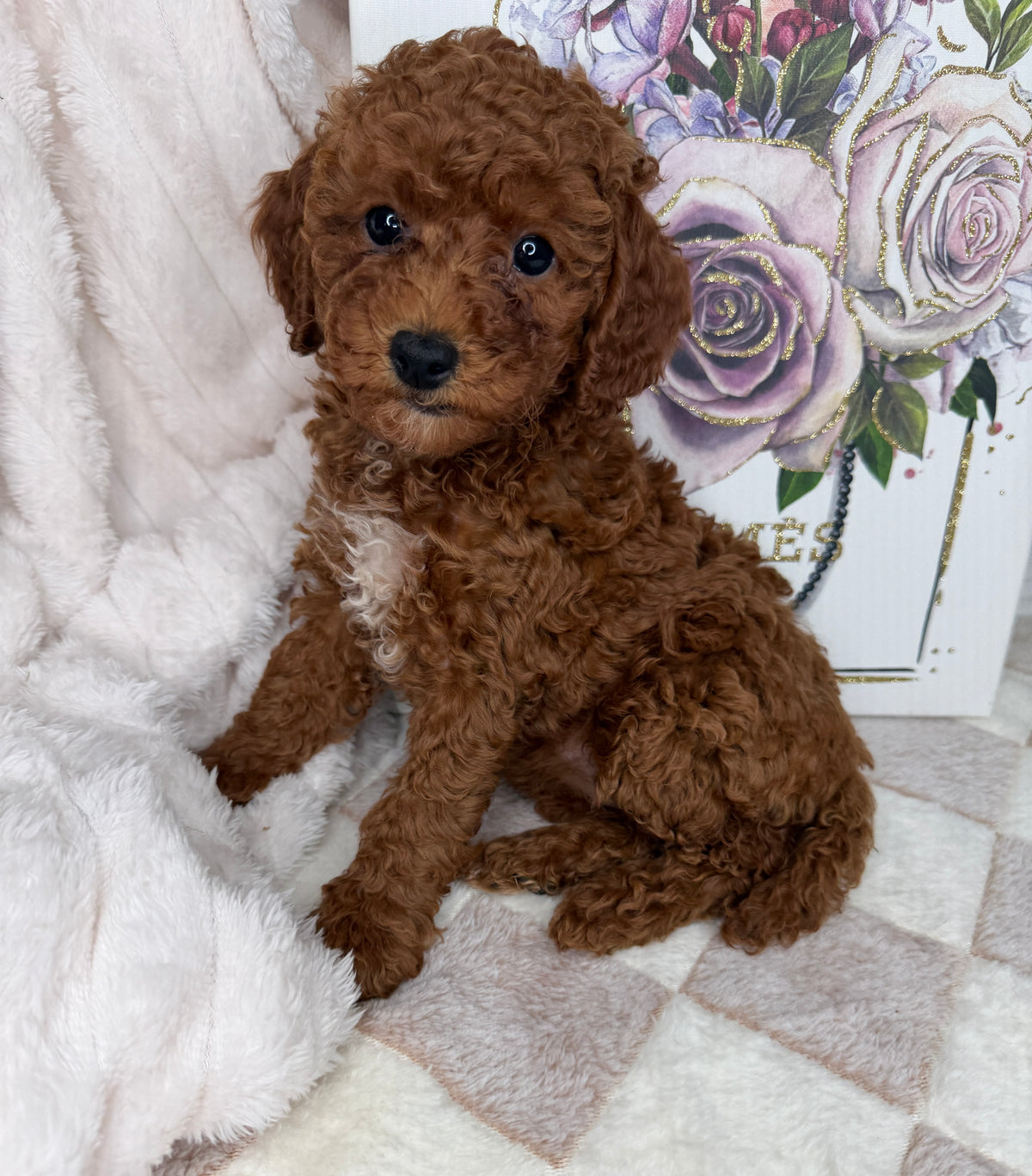 Royce 💙 | Toy Male Goldendoodle Puppy
