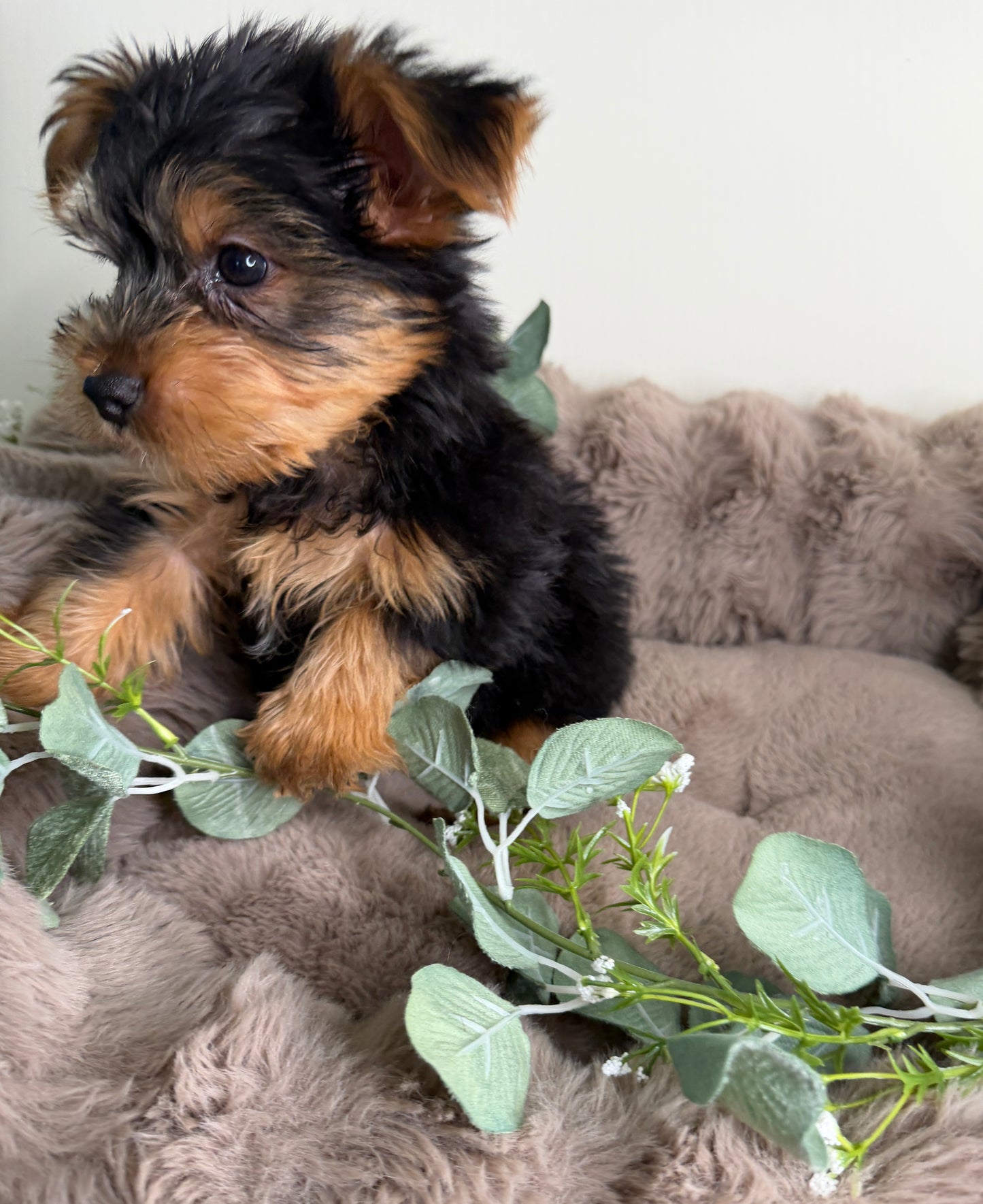 Hugo 💙 | Male Yorkshire Terrier