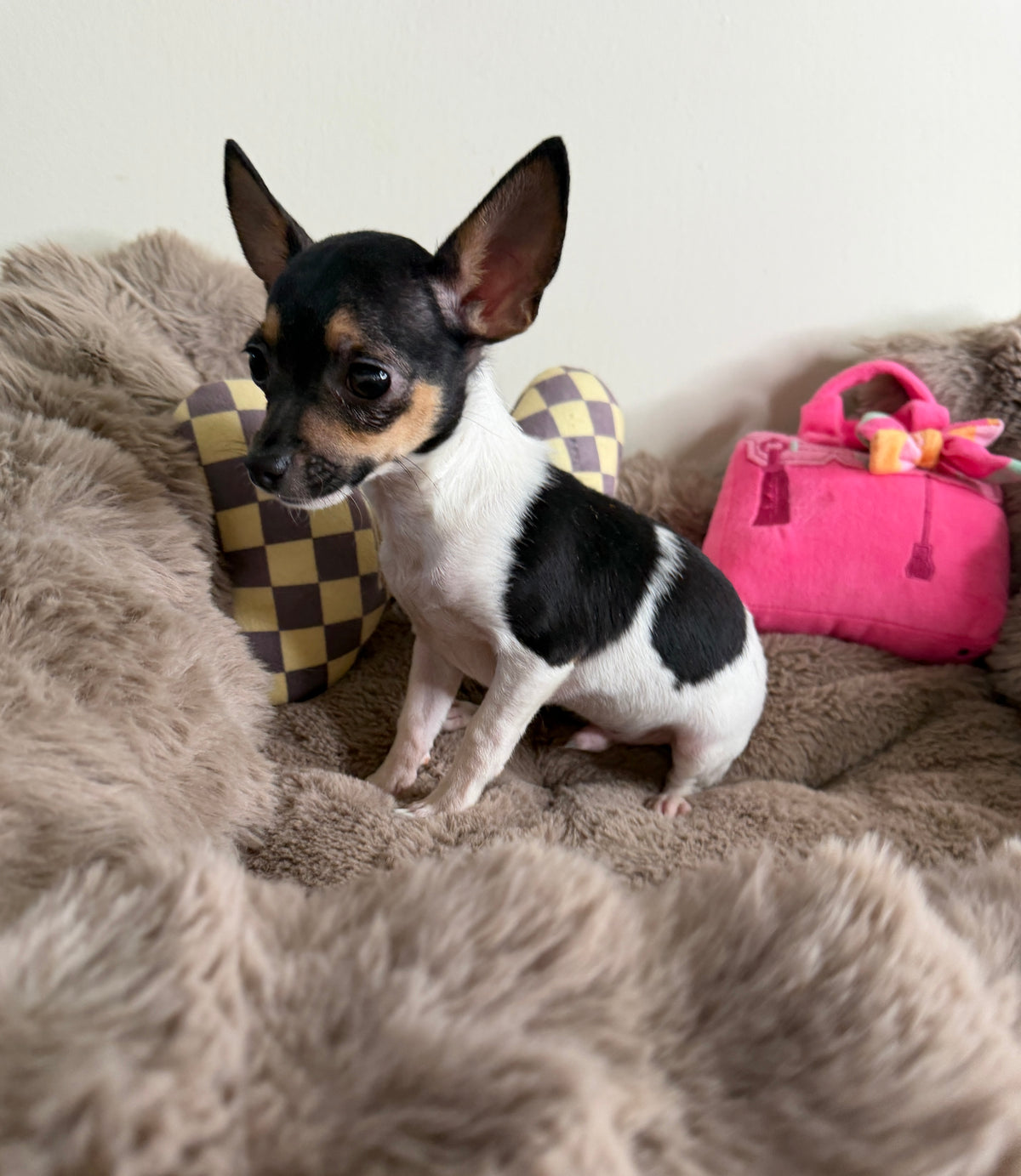 Saint 💙 | Male Toy Chihuahua Puppy