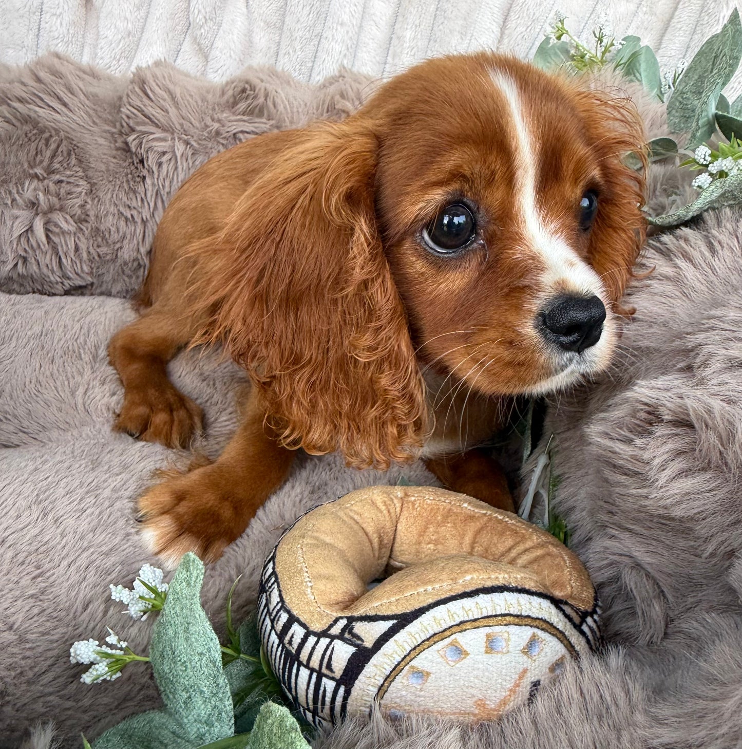 Ruby ❤️ | Female Cavalier King Charles Spaniel