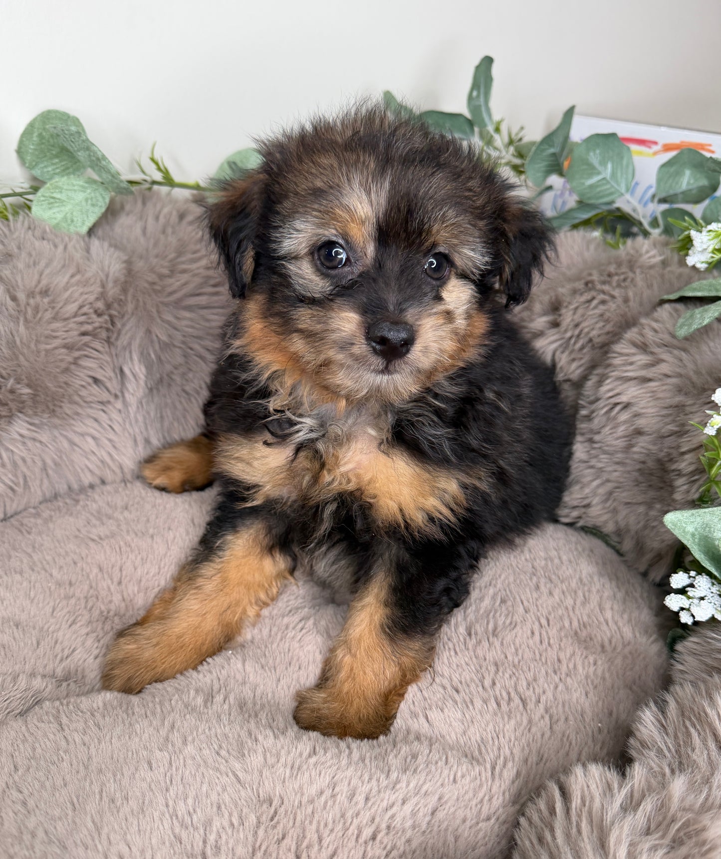 Phantom 🩶 | Male PomaPoo Puppy