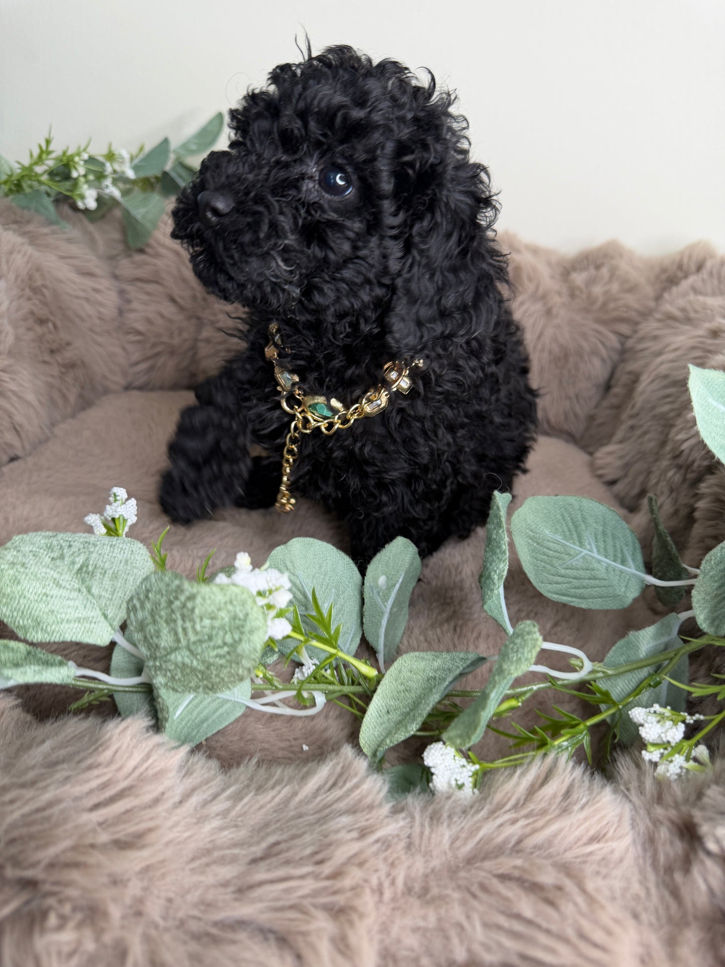 Diva 🖤 | Female Toy Poodle