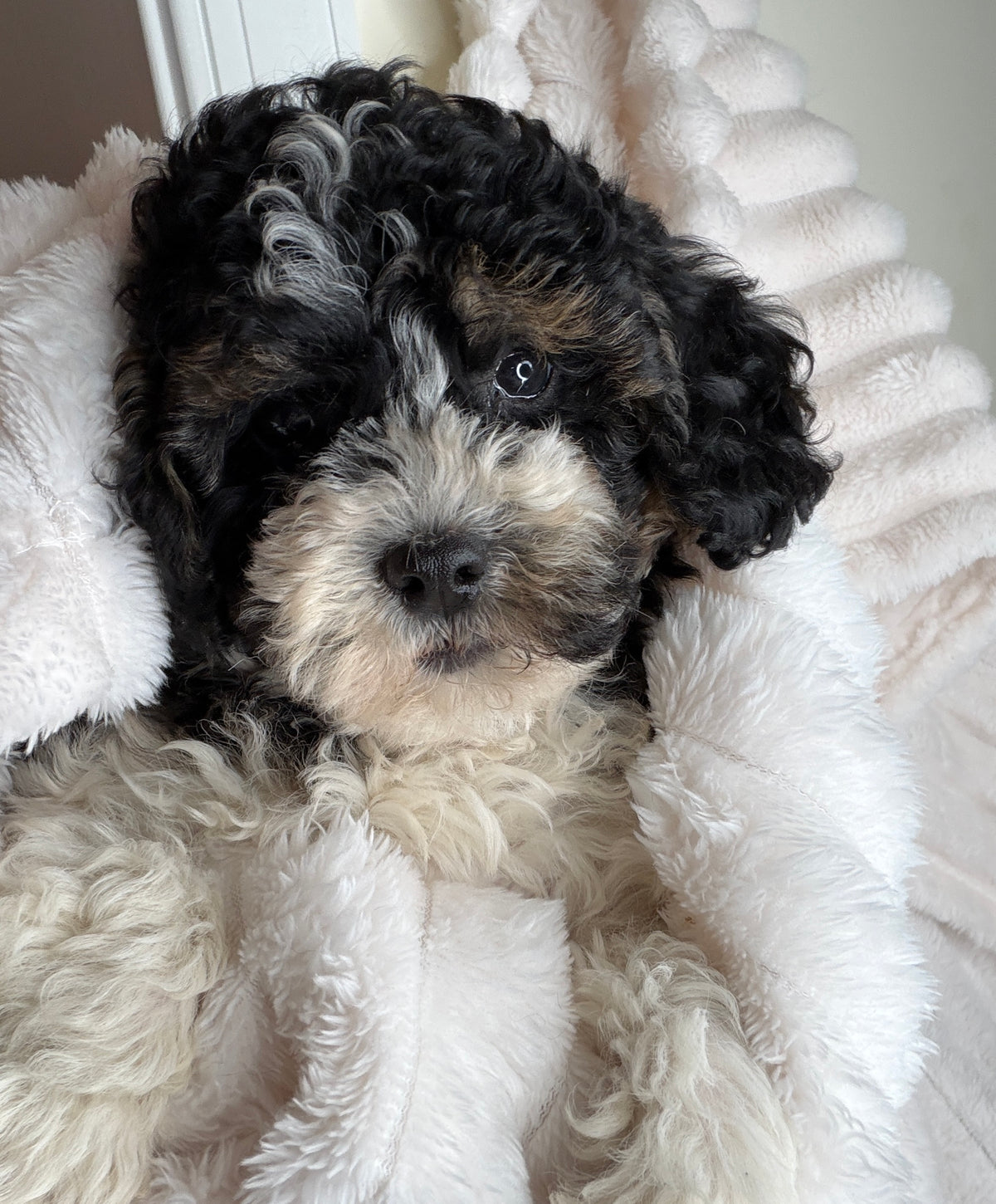 Snickers 🧸 | Male Toy Poodle Puppy