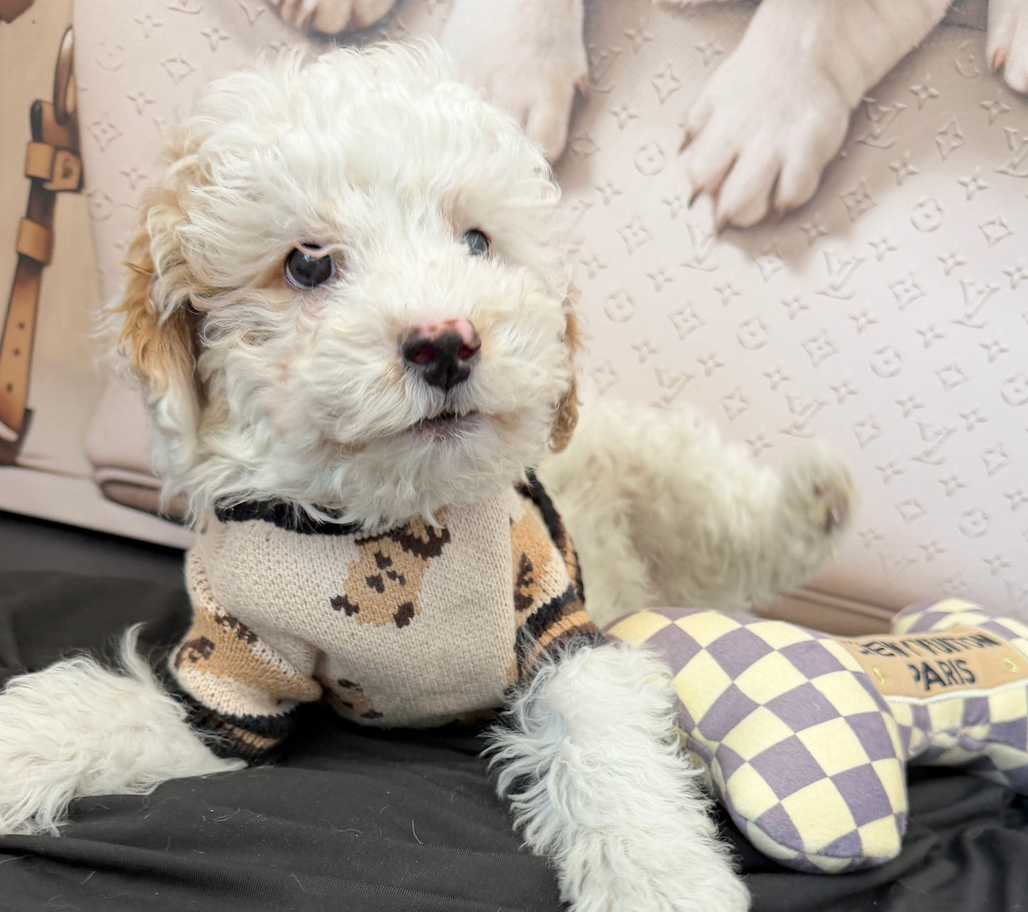 “Theo James” Toy Poodle • Male