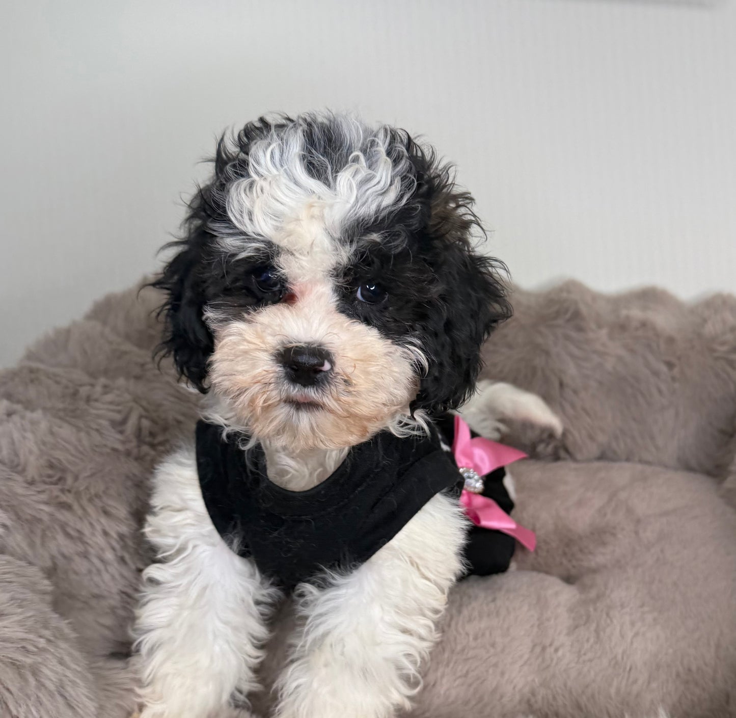 Lillian “Lil” 🌸 | Female Maltipoo