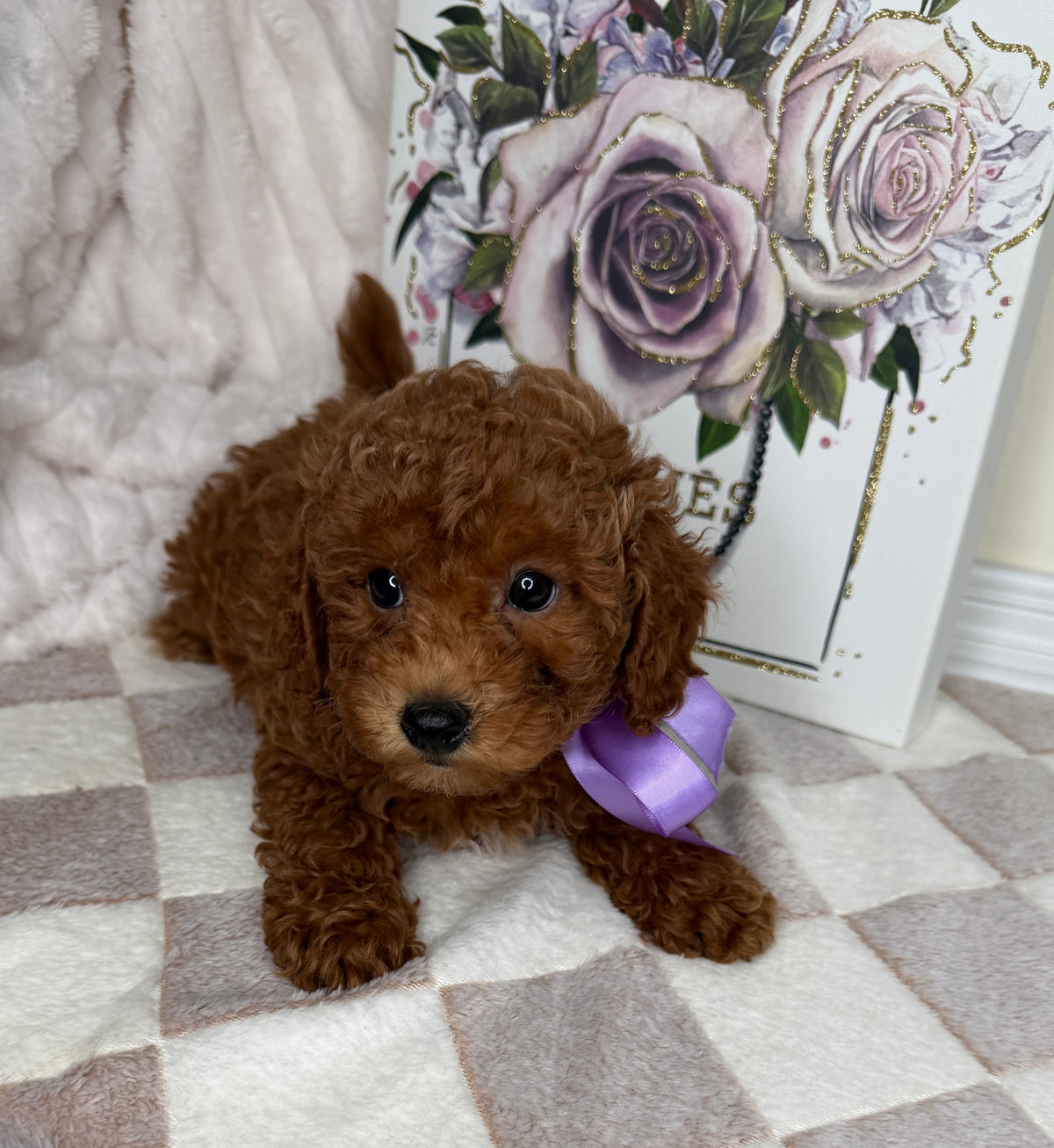 Muffin 🎀 | Female Toy Goldendoodle Puppy