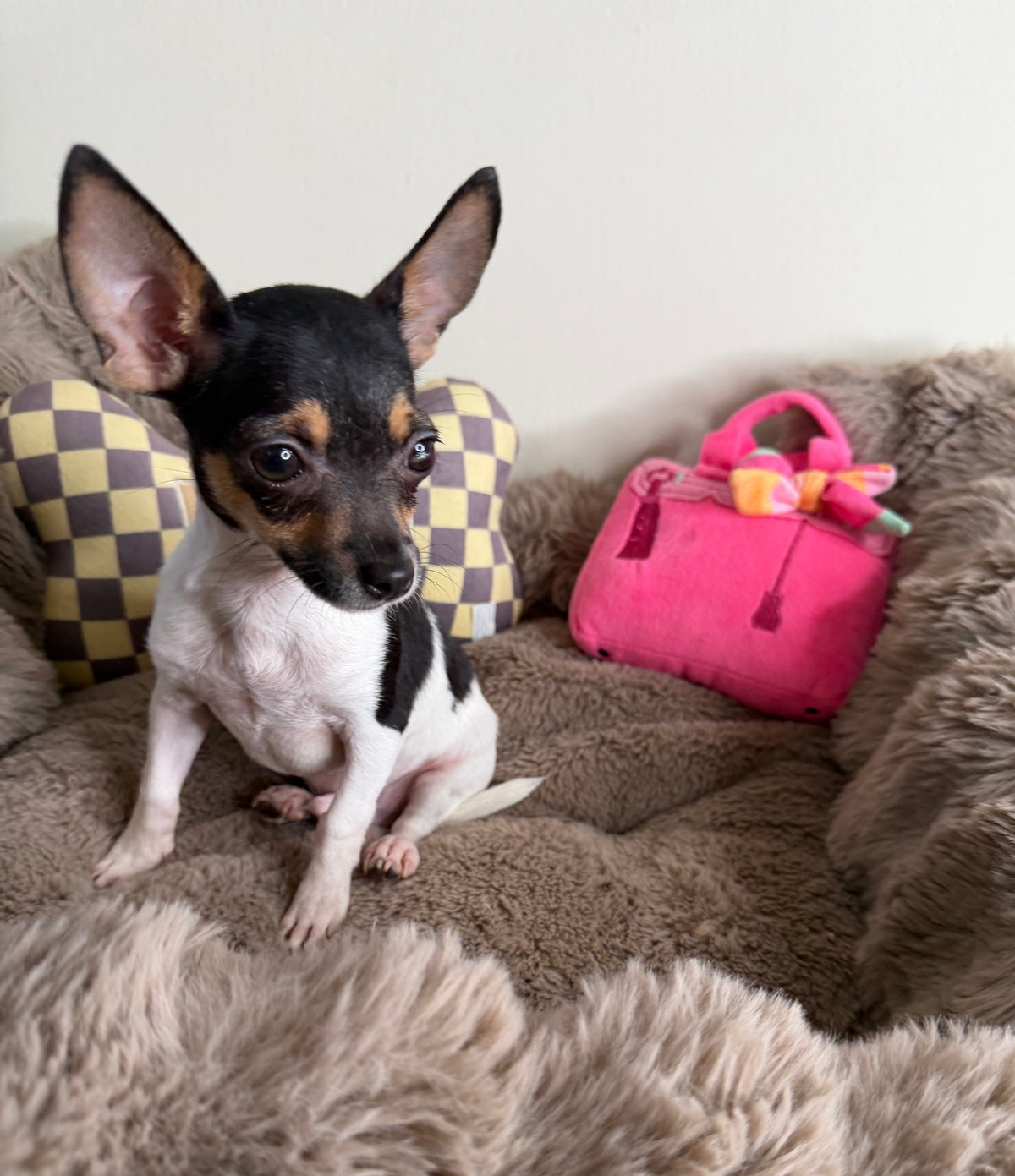 Saint 💙 | Male Toy Chihuahua Puppy