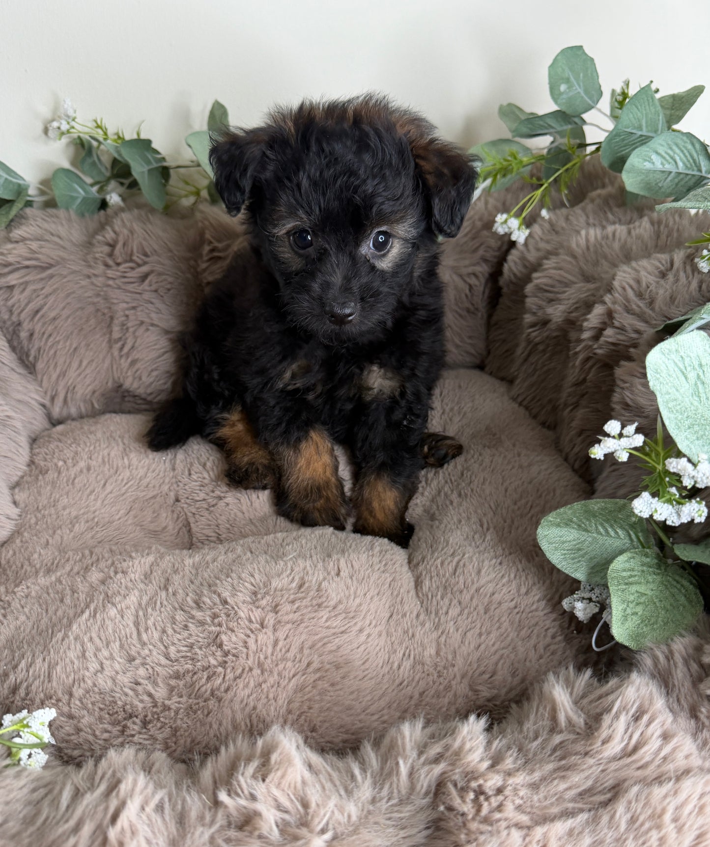 Versace ✨ | Male PomaPoo Puppy