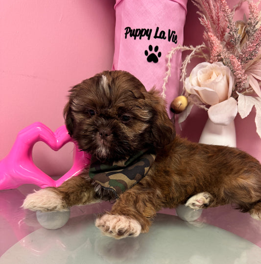 “Bentley” AKC Shih-Tzu