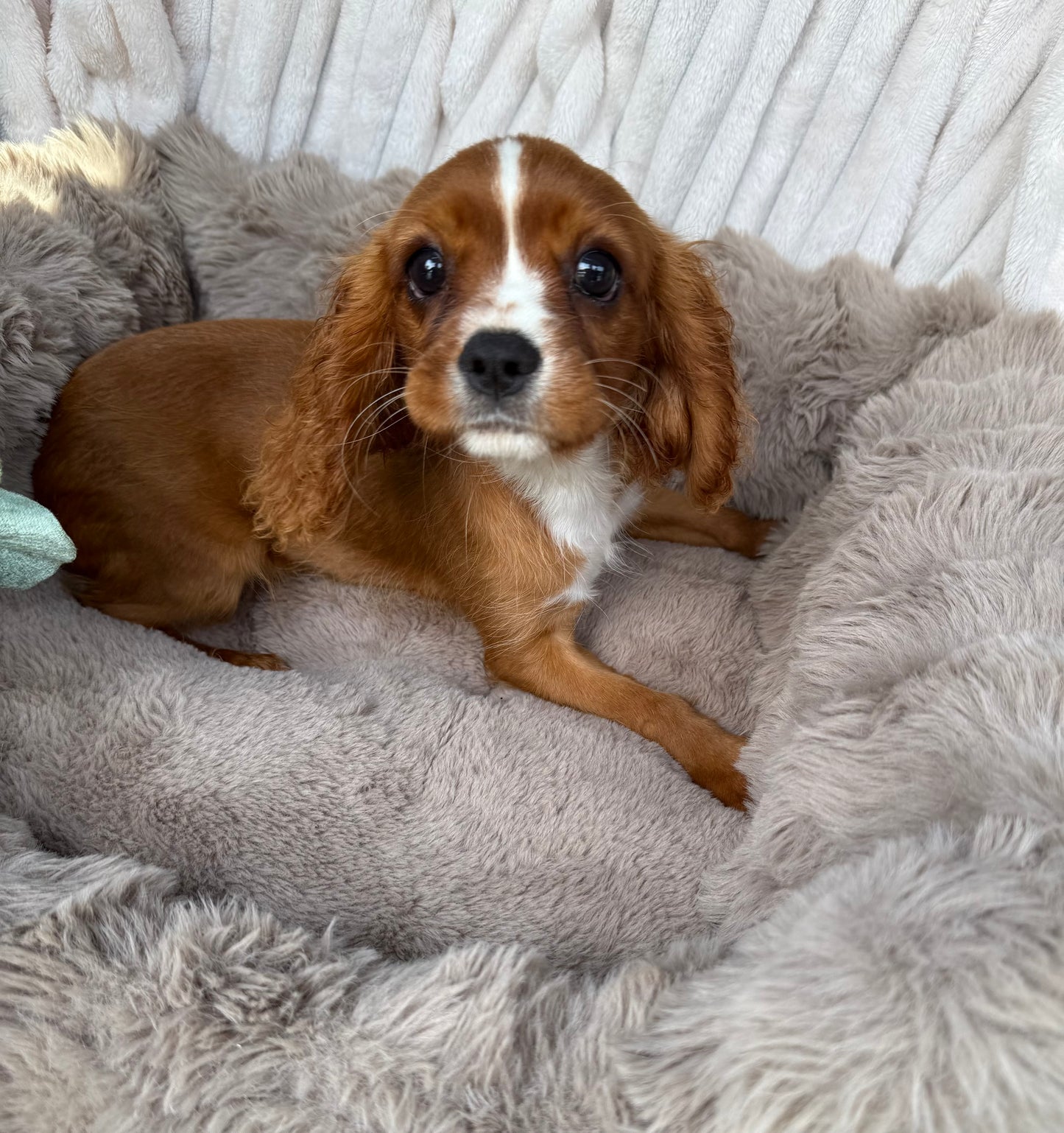Roscoe 👑 | Male Cavalier King Charles Spaniel
