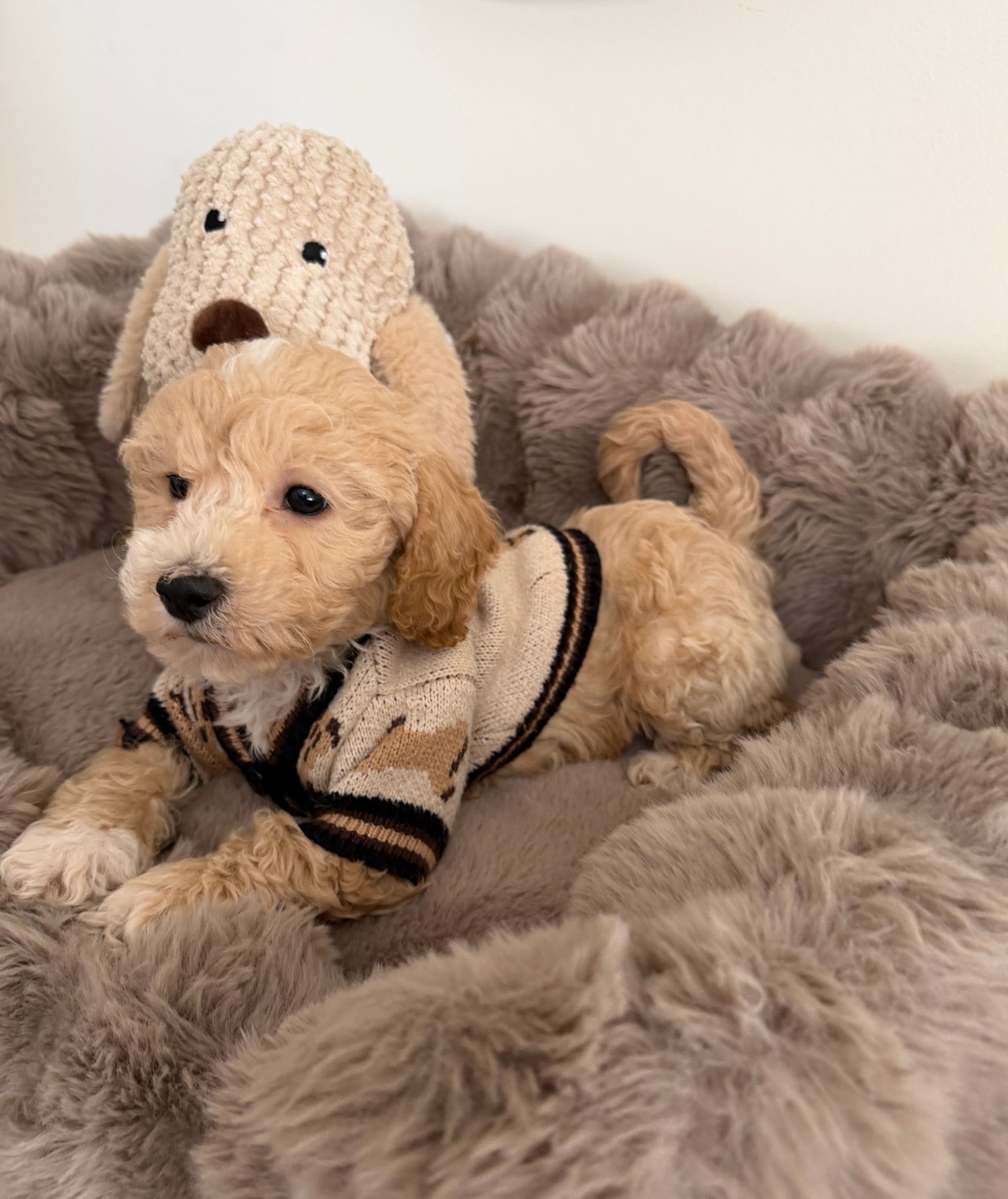 Teddy James🤎 | Male Maltipoo