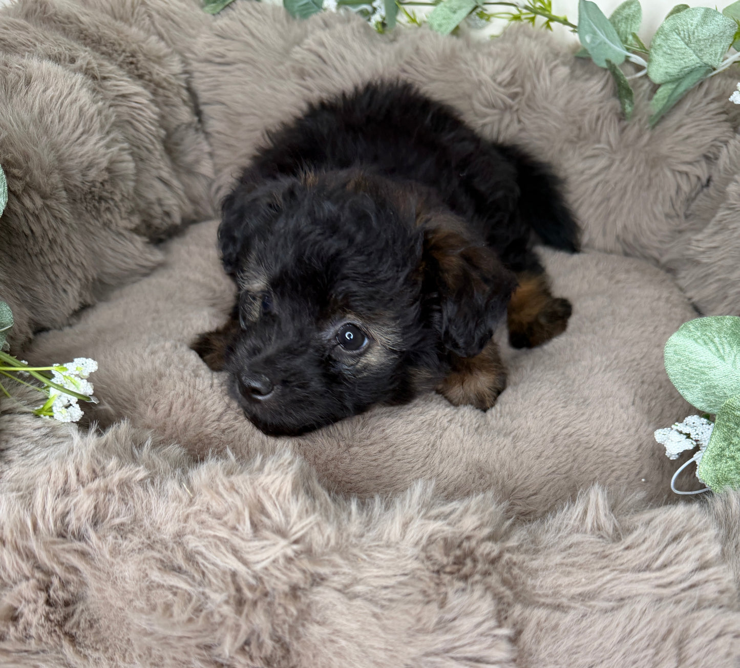 Versace ✨ | Male PomaPoo Puppy