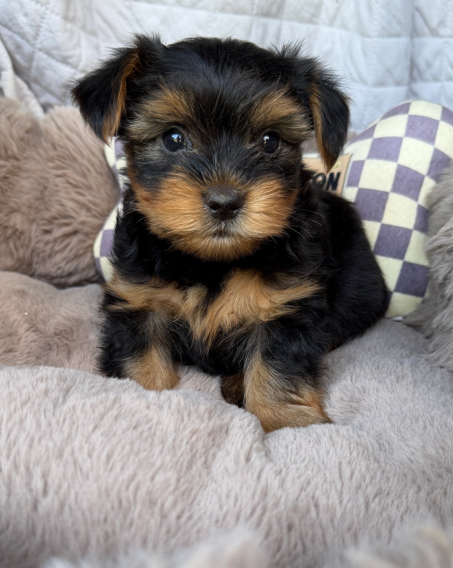 Luca 💙 | Male Toy Yorkie