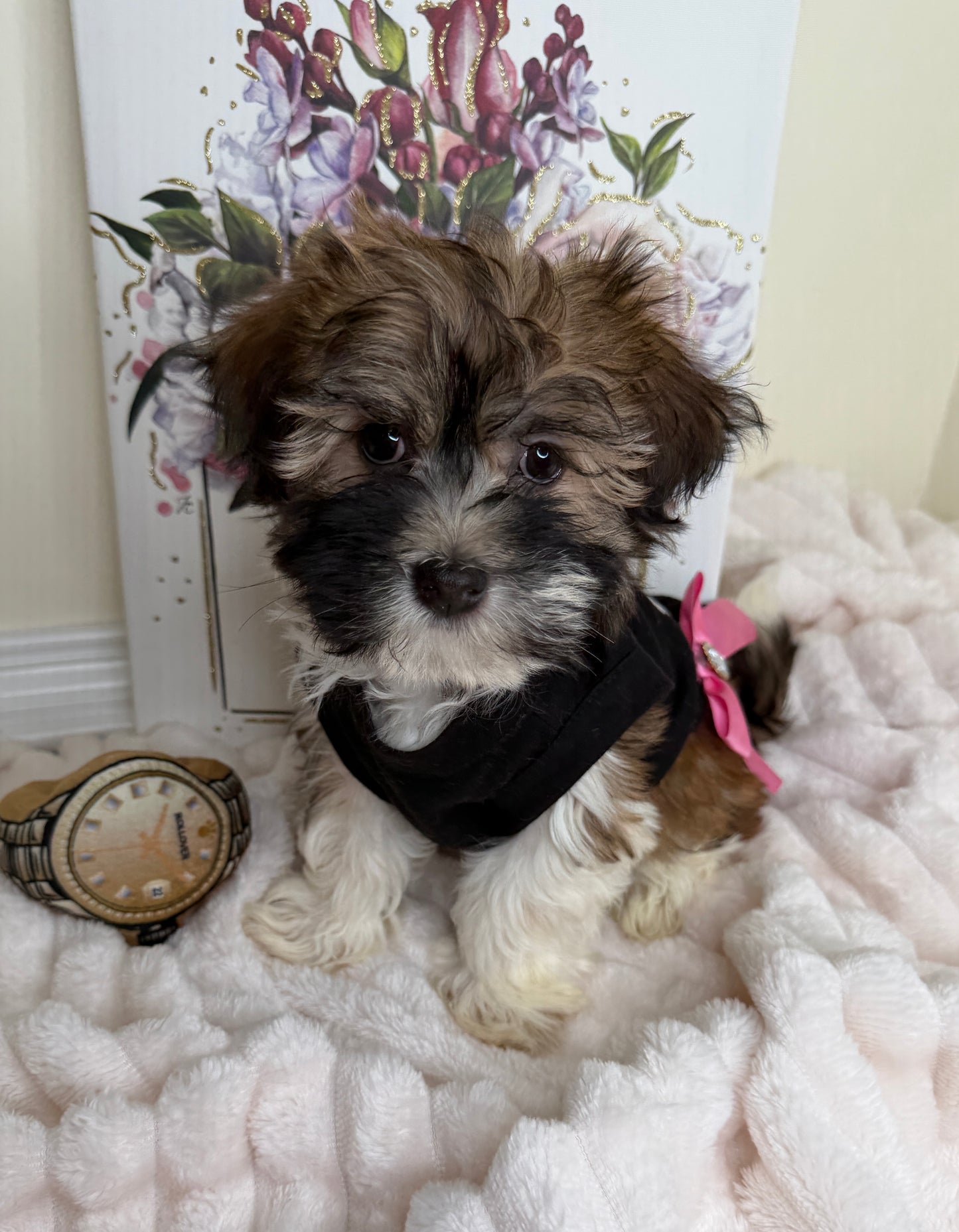 Paris Monroe✨ Female Havanese