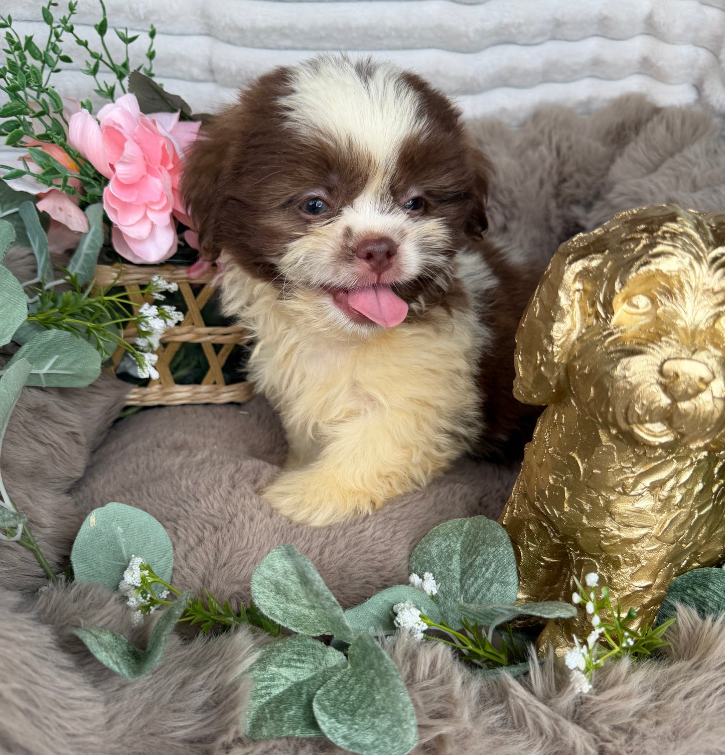 Chewy 🧸 | Male Teddy Bear Puppy
