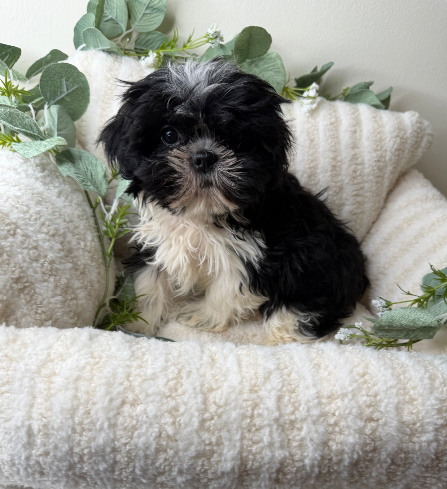 Jacob 🧸 | Male Teddy Bear Puppy