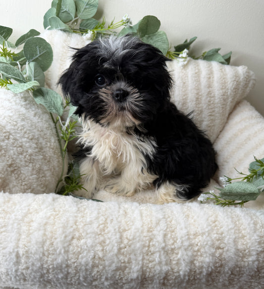 Tiny 🎀 | Female Teddy Bear Puppy