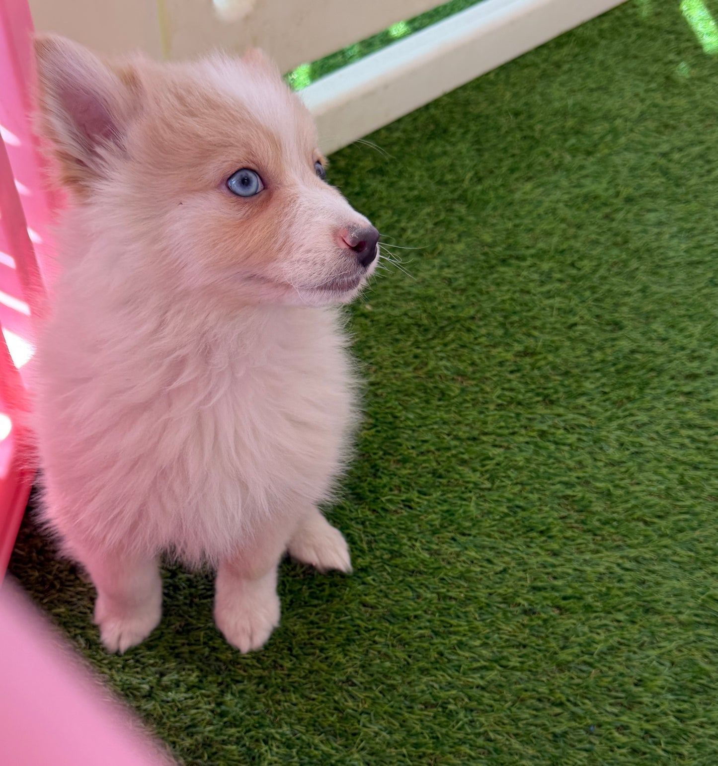 “Atlas” Male Pomsky Puppy