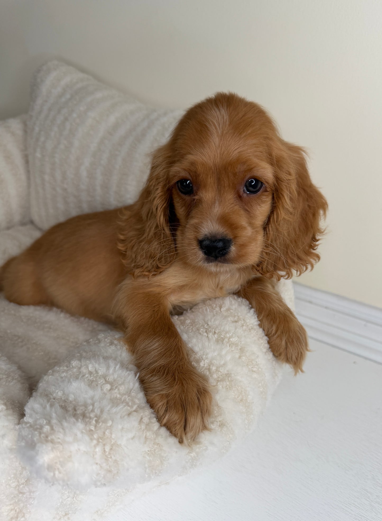 Meet Winnie 🧸🤎 Male Cocker Spaniel