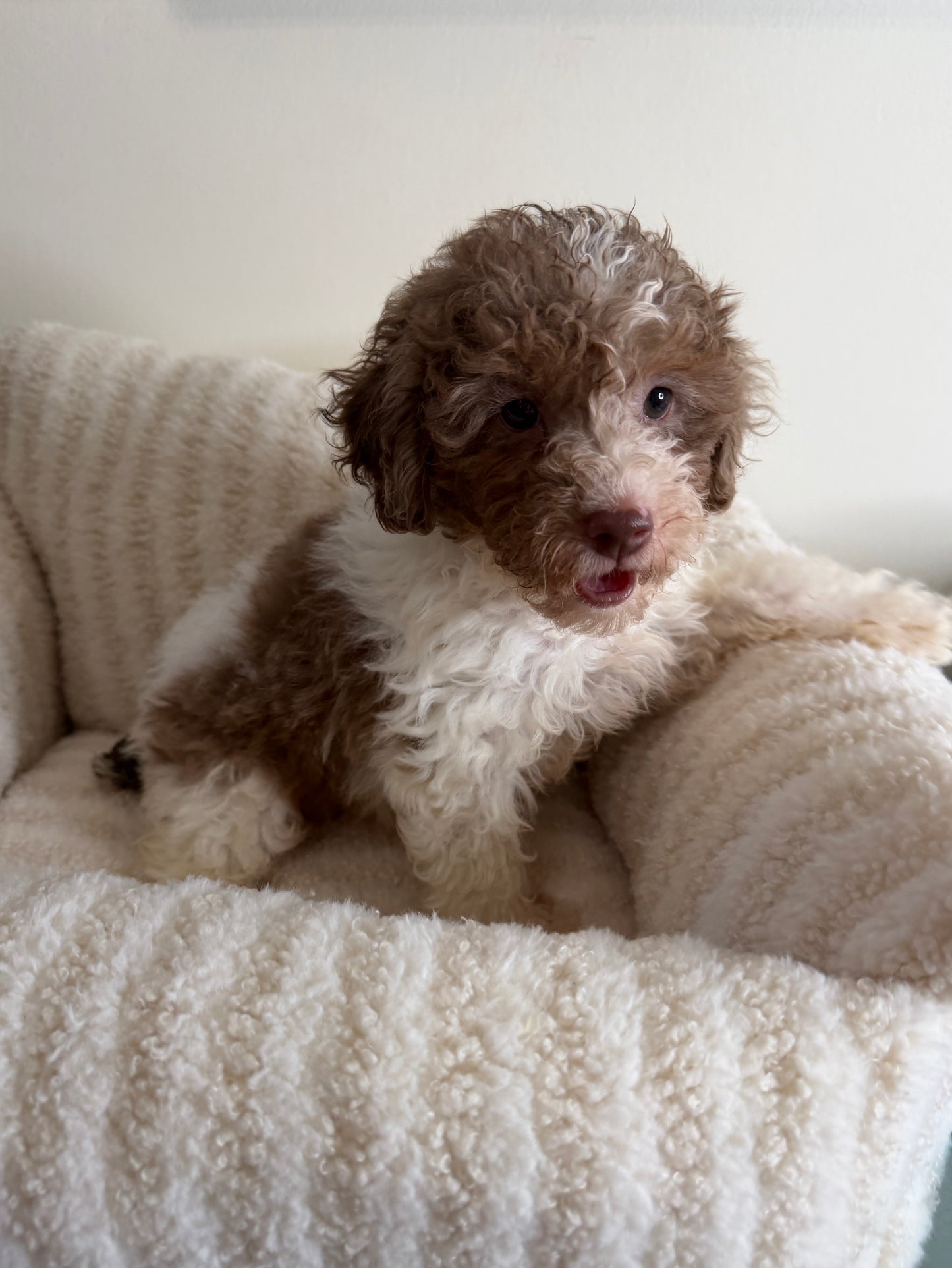 Chase 💙 | Male Toy Poodle