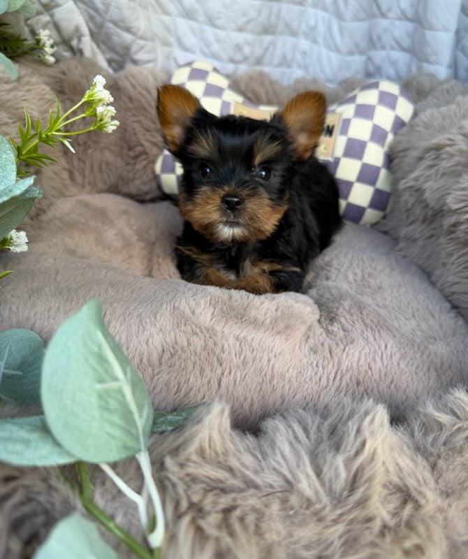 Nico 💙 | Male Toy Yorkie