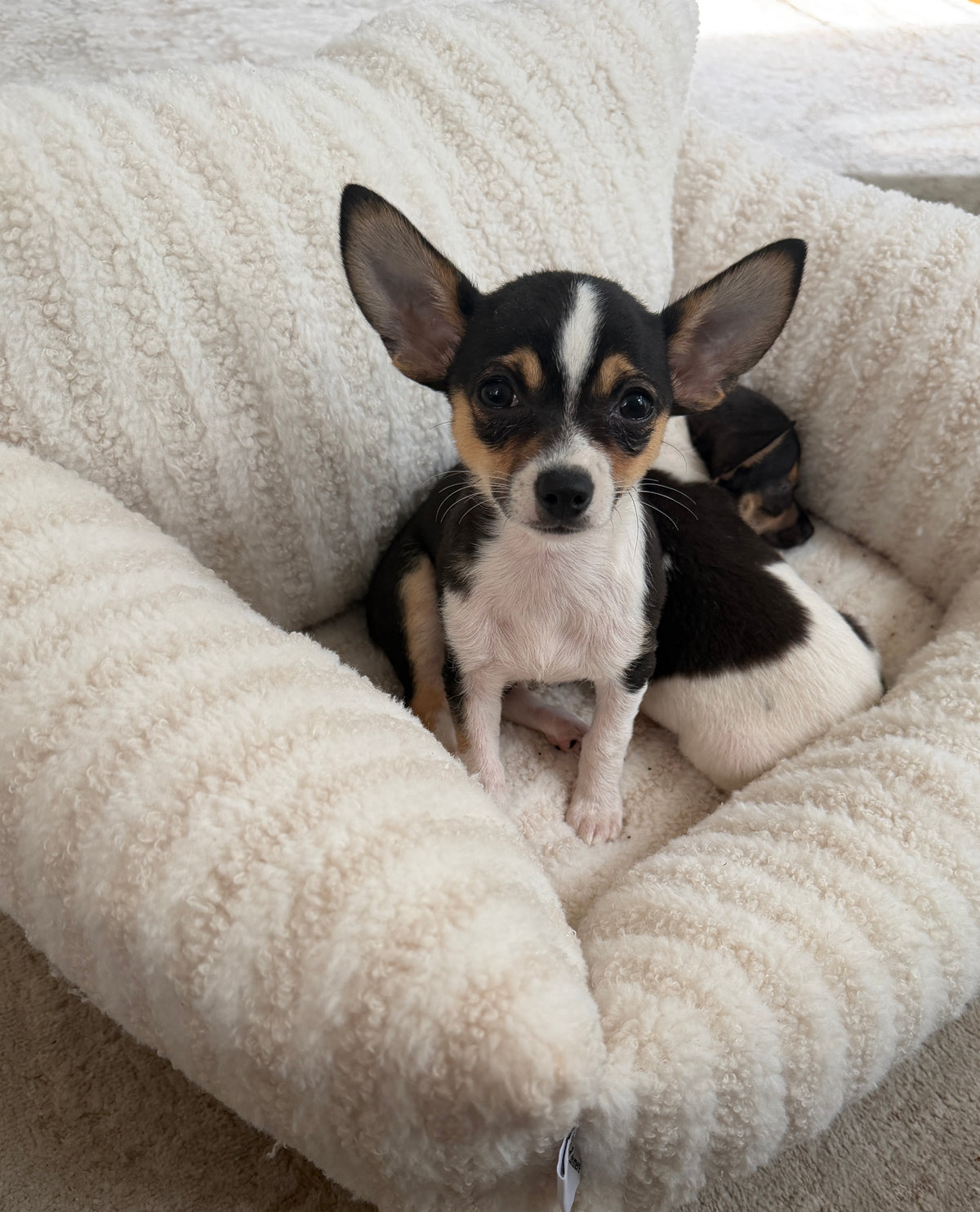 Gigi 🩷 Chihuahua