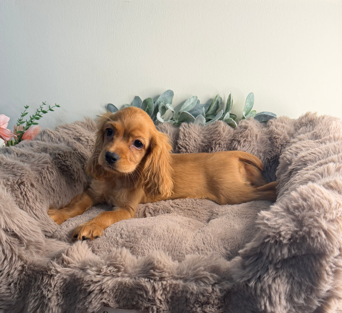 Meet Honey 🍯🤎 Female Cocker Spaniel