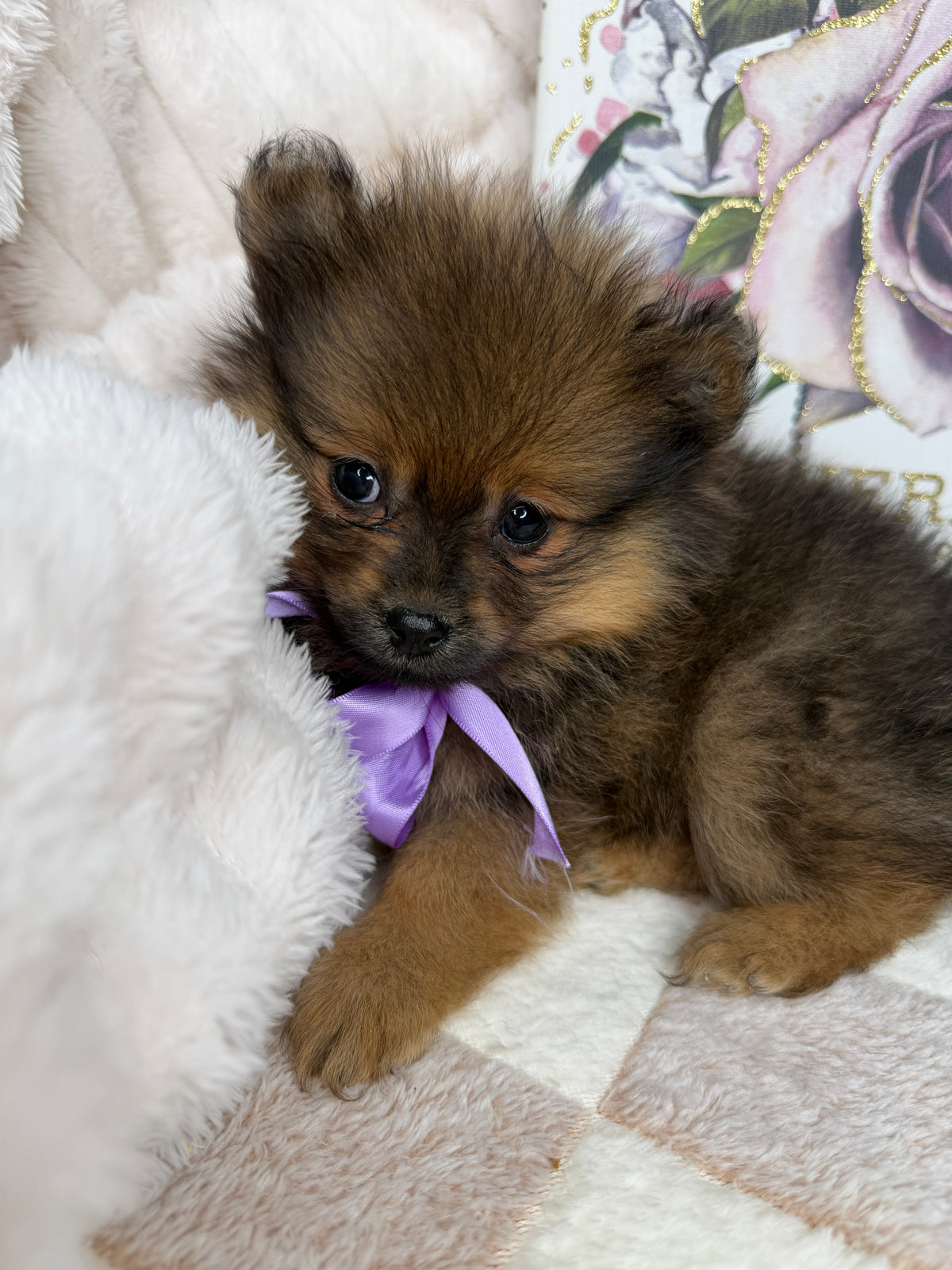CoCo 🎀 | Female Toy Pomeranian