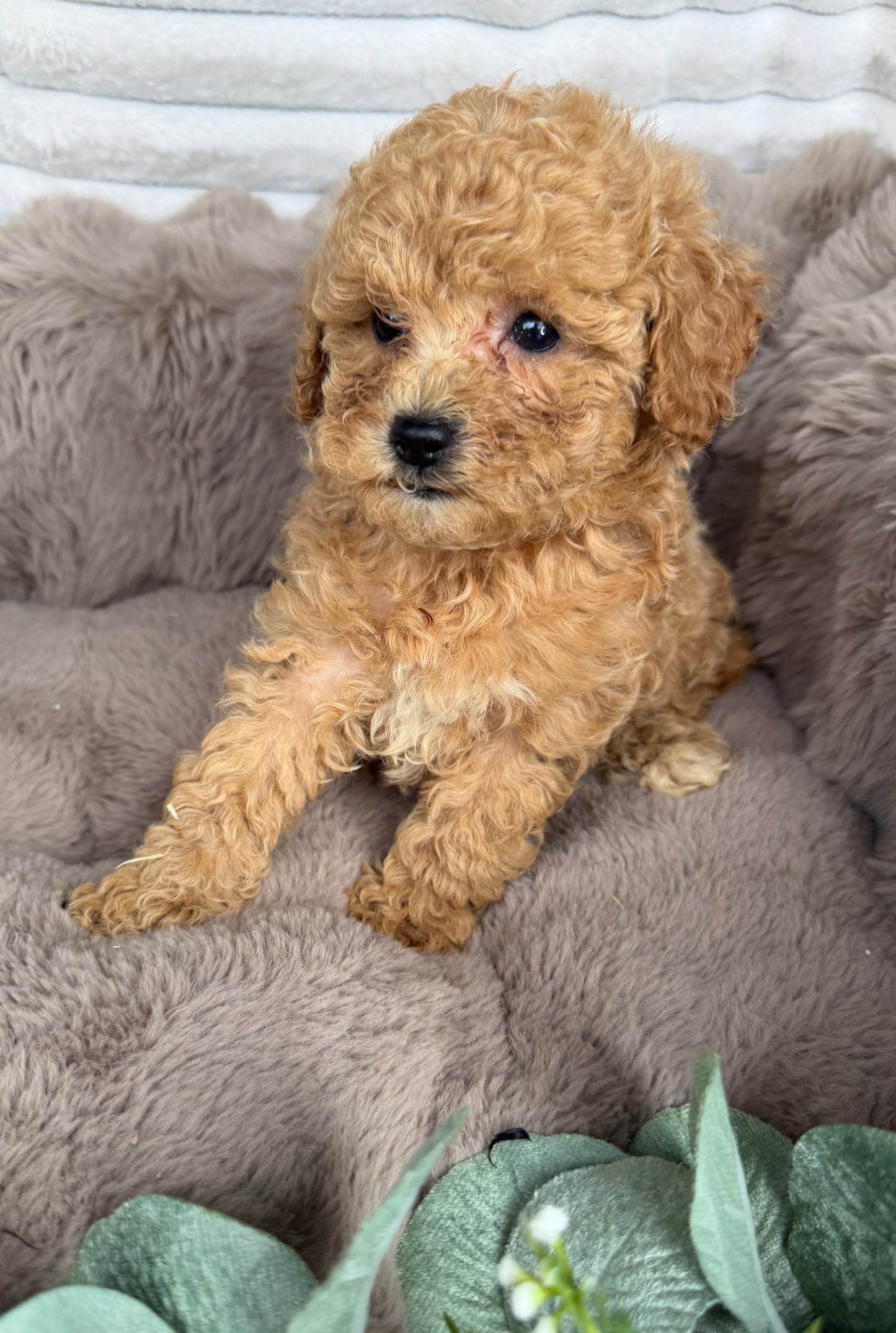 Toast 🧸 | Male Toy Cavapoo