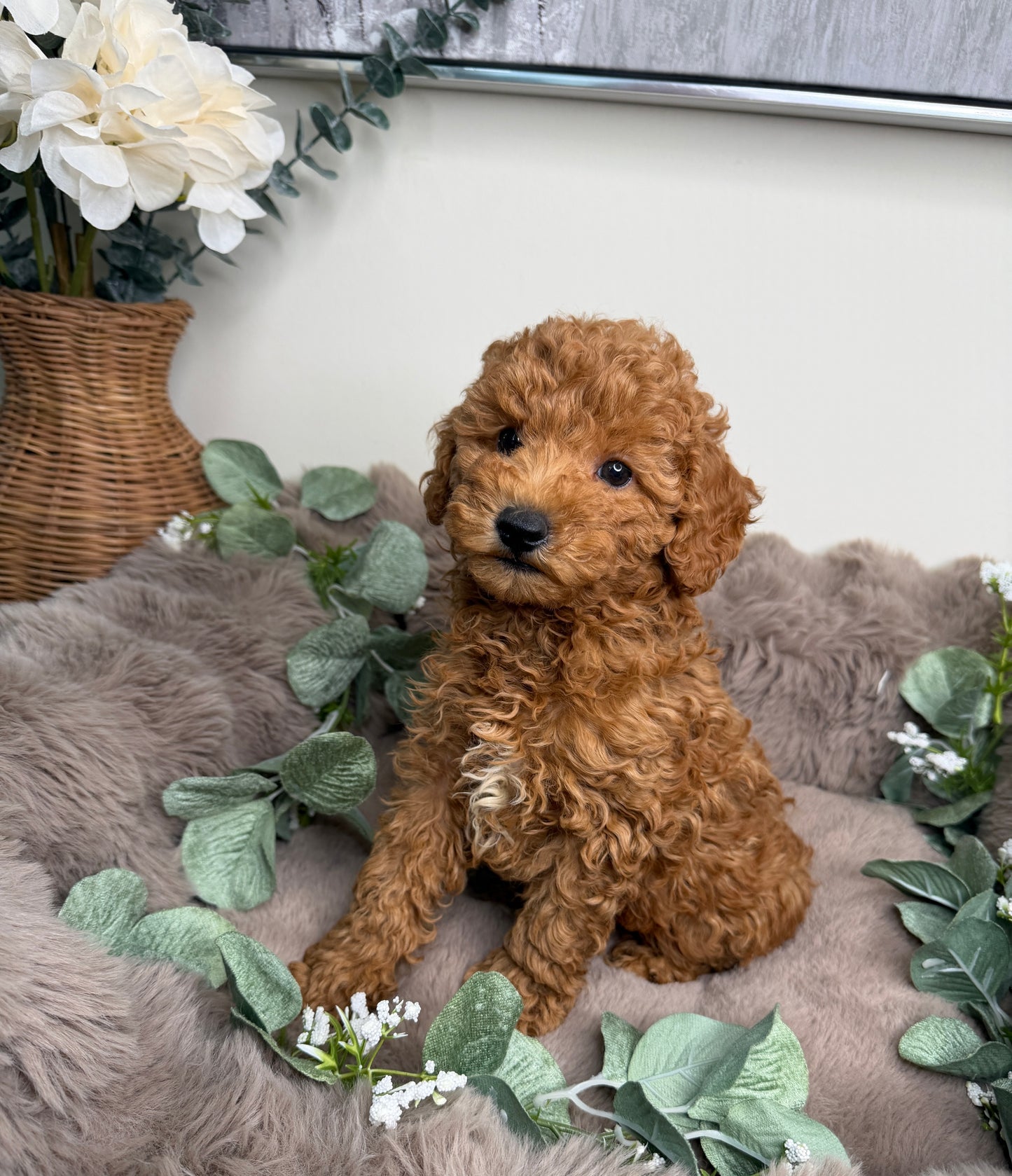 Honey 🍯 | Female Goldendoodle Puppy