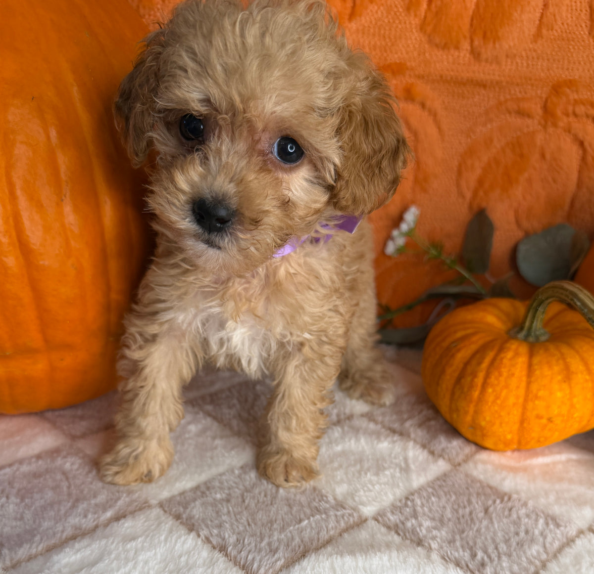 Peaches: Apricot Toy Poodle