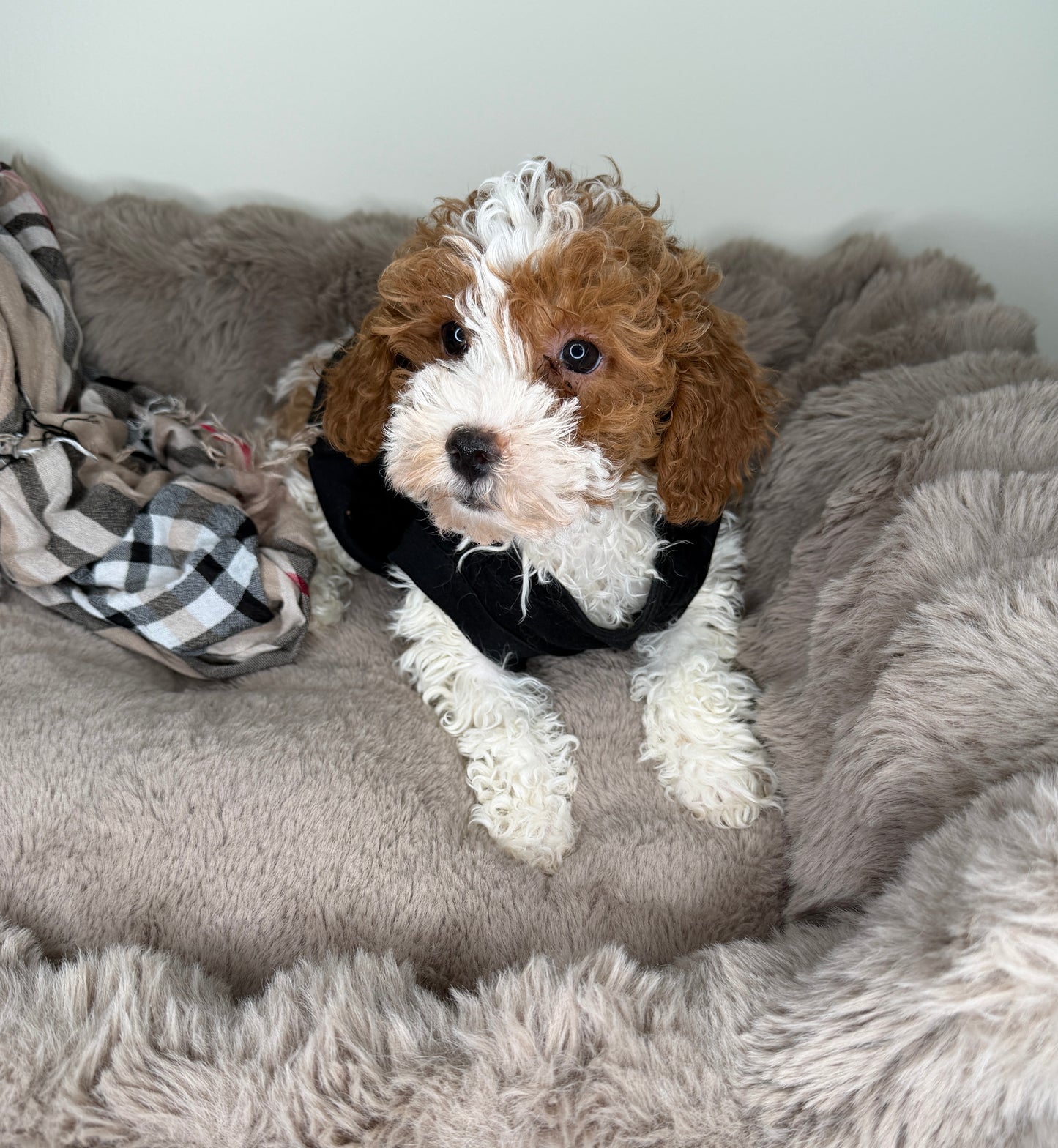 Layla 🤍 Female Cockapoo Puppy