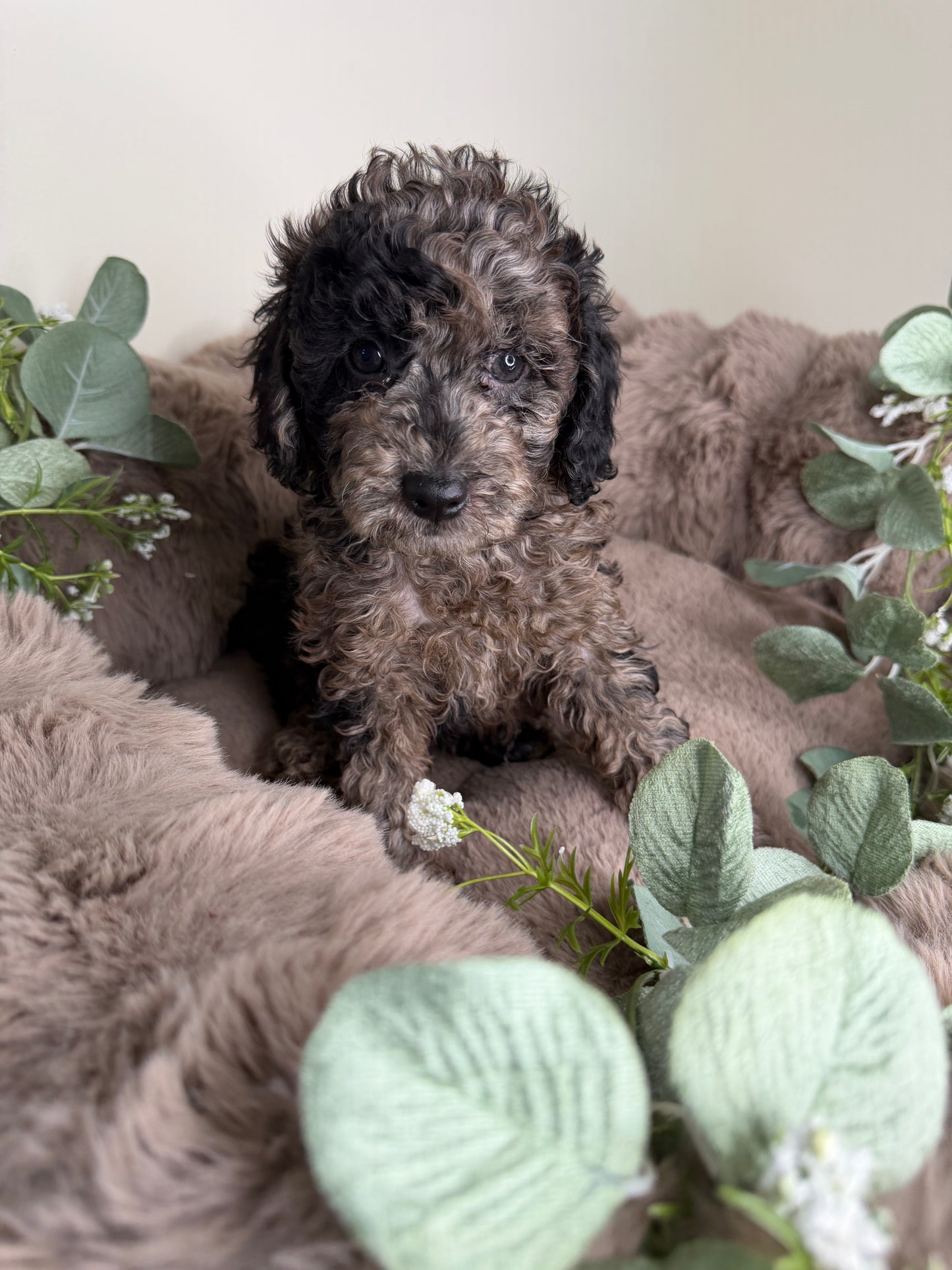 Apollo 💙 | Male Blue Merle Toy Poodle