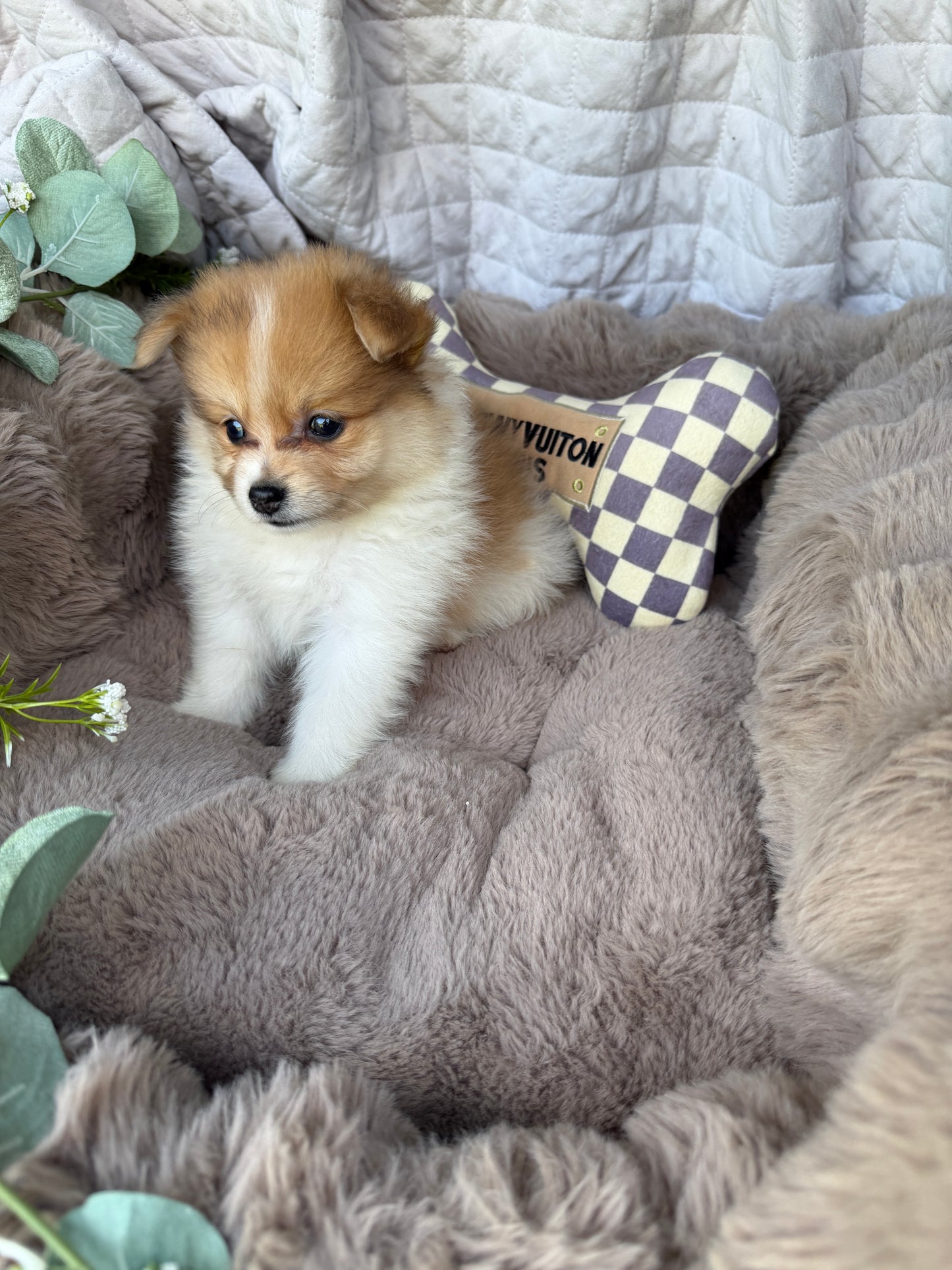 Millie Mae 🩷 | Female Toy Pomeranian