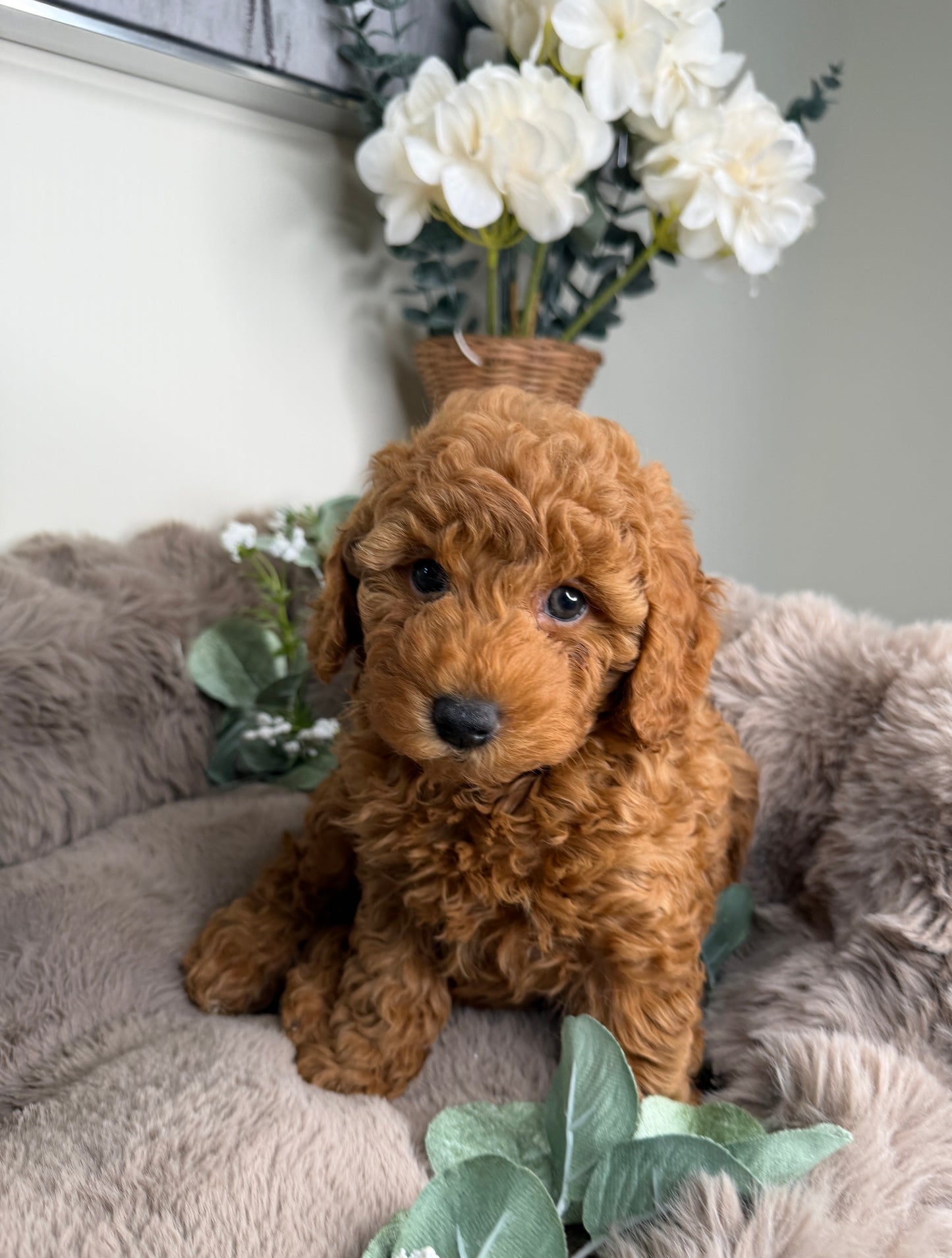 Teddy 🧸 | Male Goldendoodle Puppy