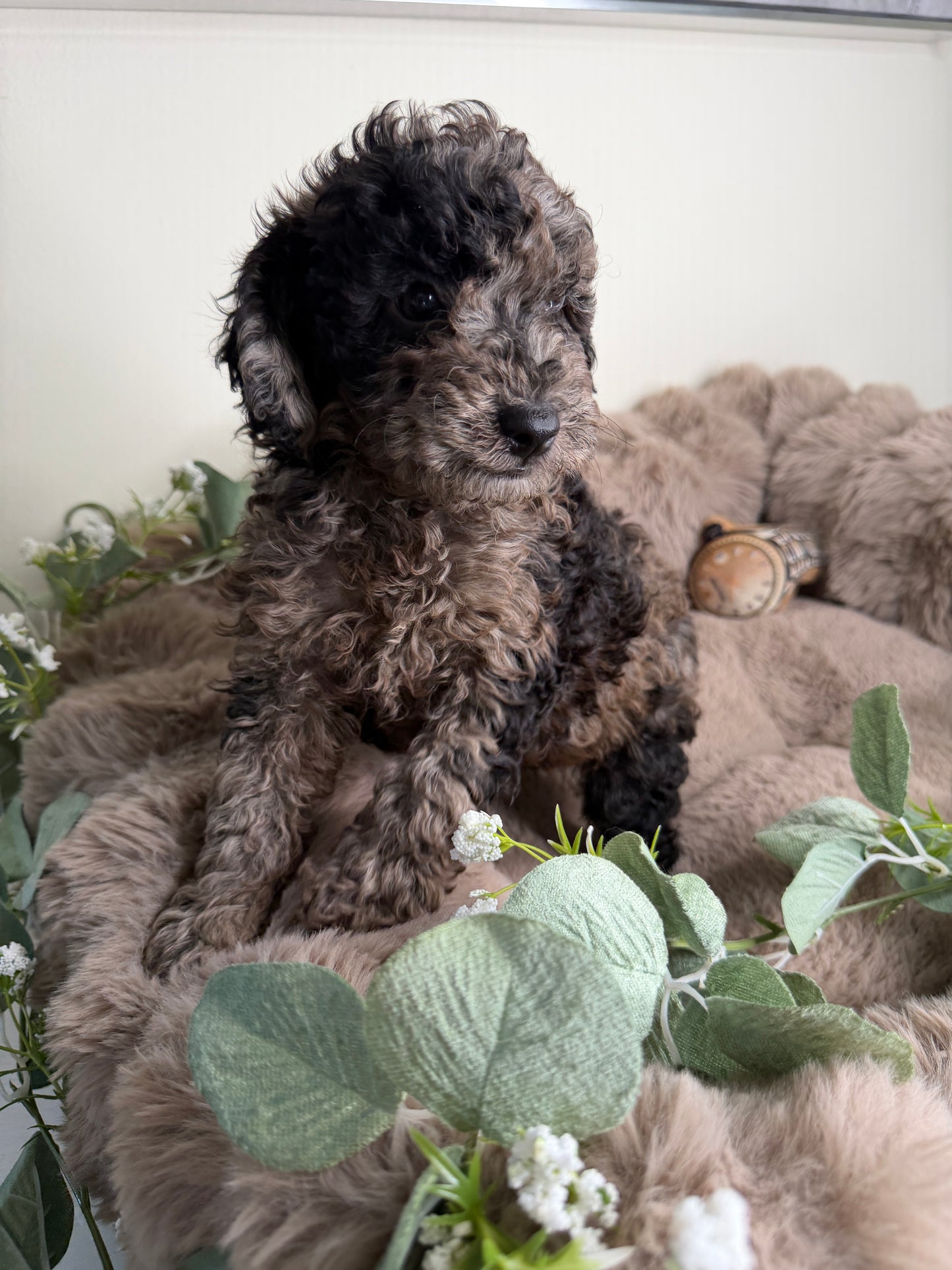 Apollo 💙 | Male Blue Merle Toy Poodle