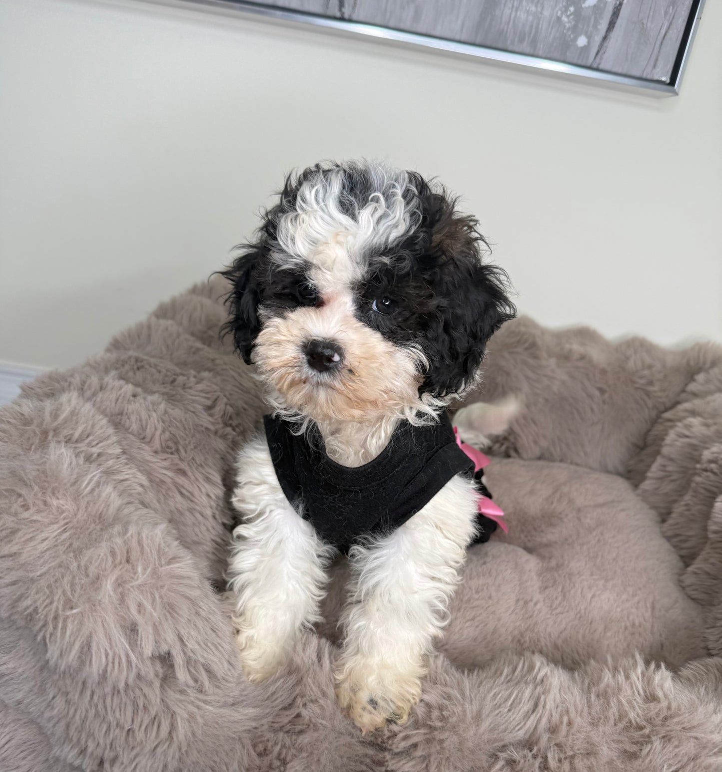 Lillian “Lil” 🌸 | Female Maltipoo