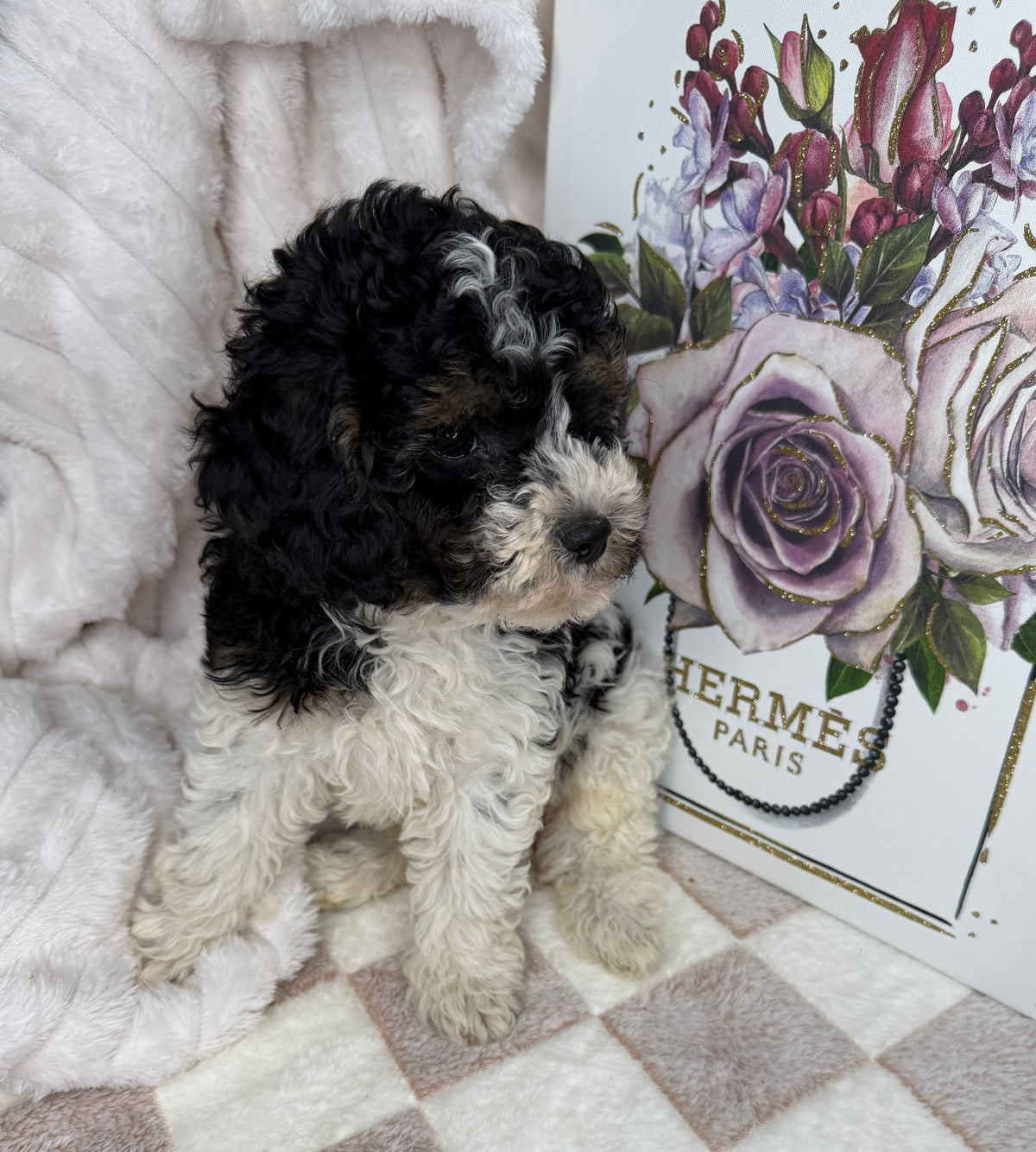 Snickers 🧸 | Male Toy Poodle Puppy