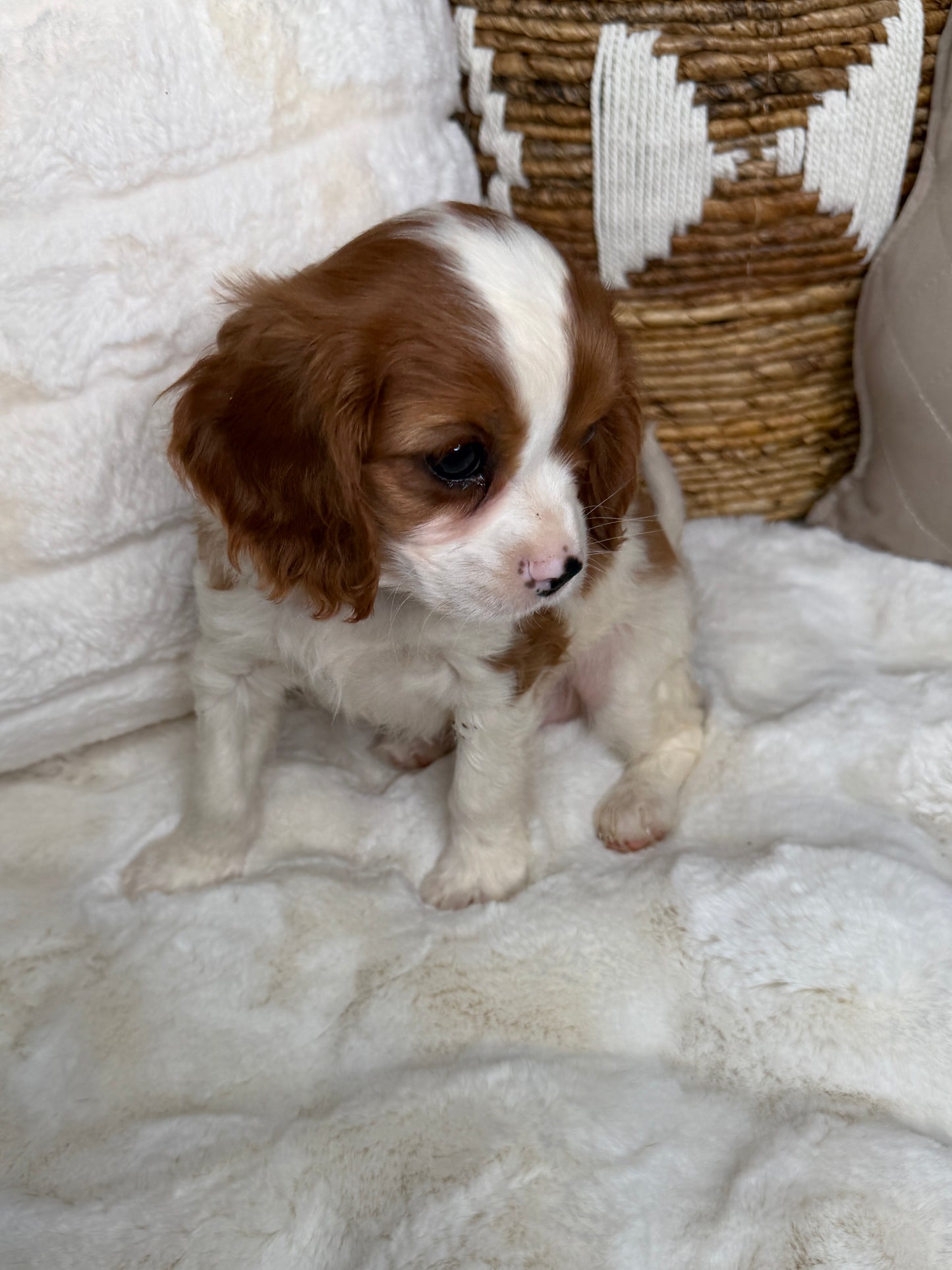 Leo: Male Cavalier King Charles Spaniel
